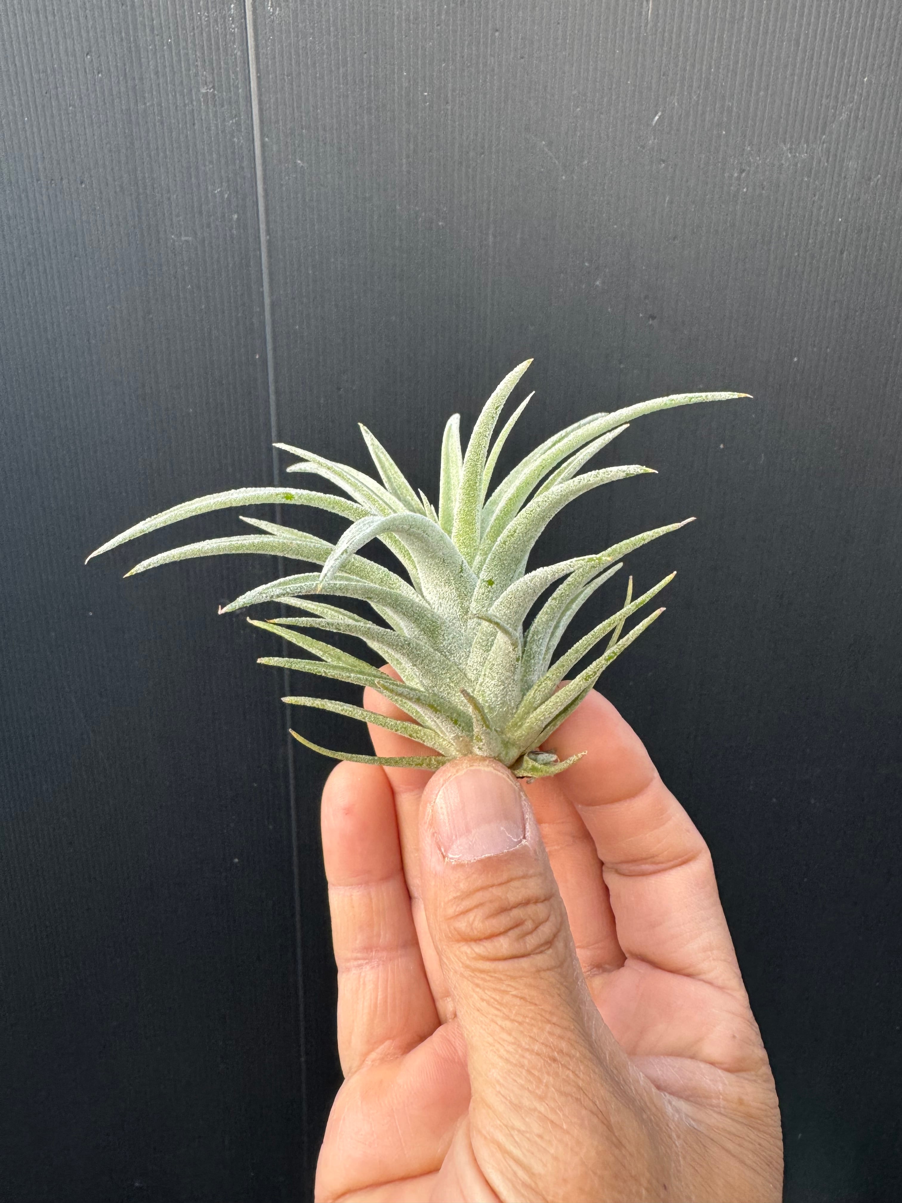 プロテア ニオべ | クルール プランツ couleur plants