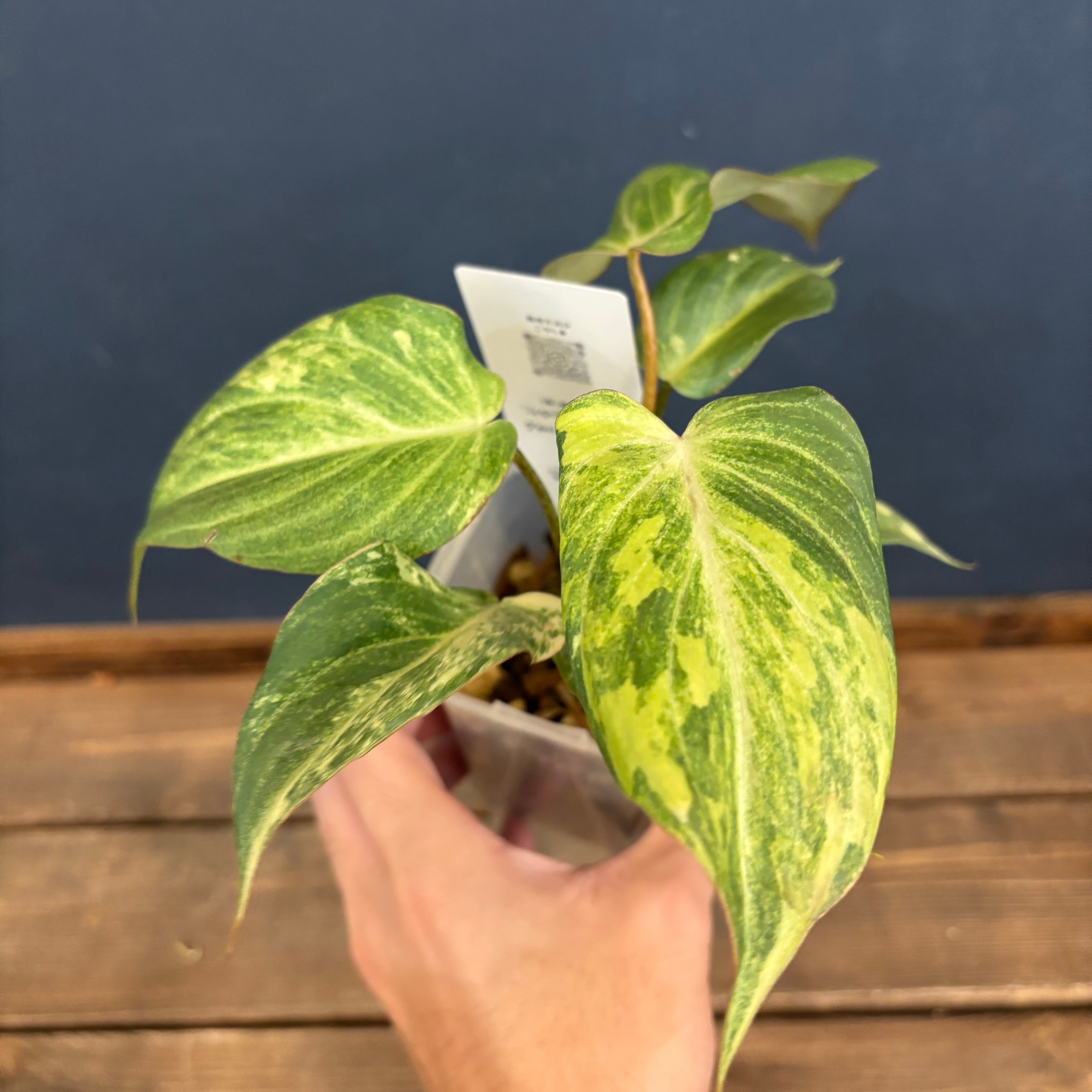 Y*e様 【ラスト小葉/安心の発根済株/鉢込/新芽3か所程度】 斑入り パンダガ チャンチン – はなもく散歩