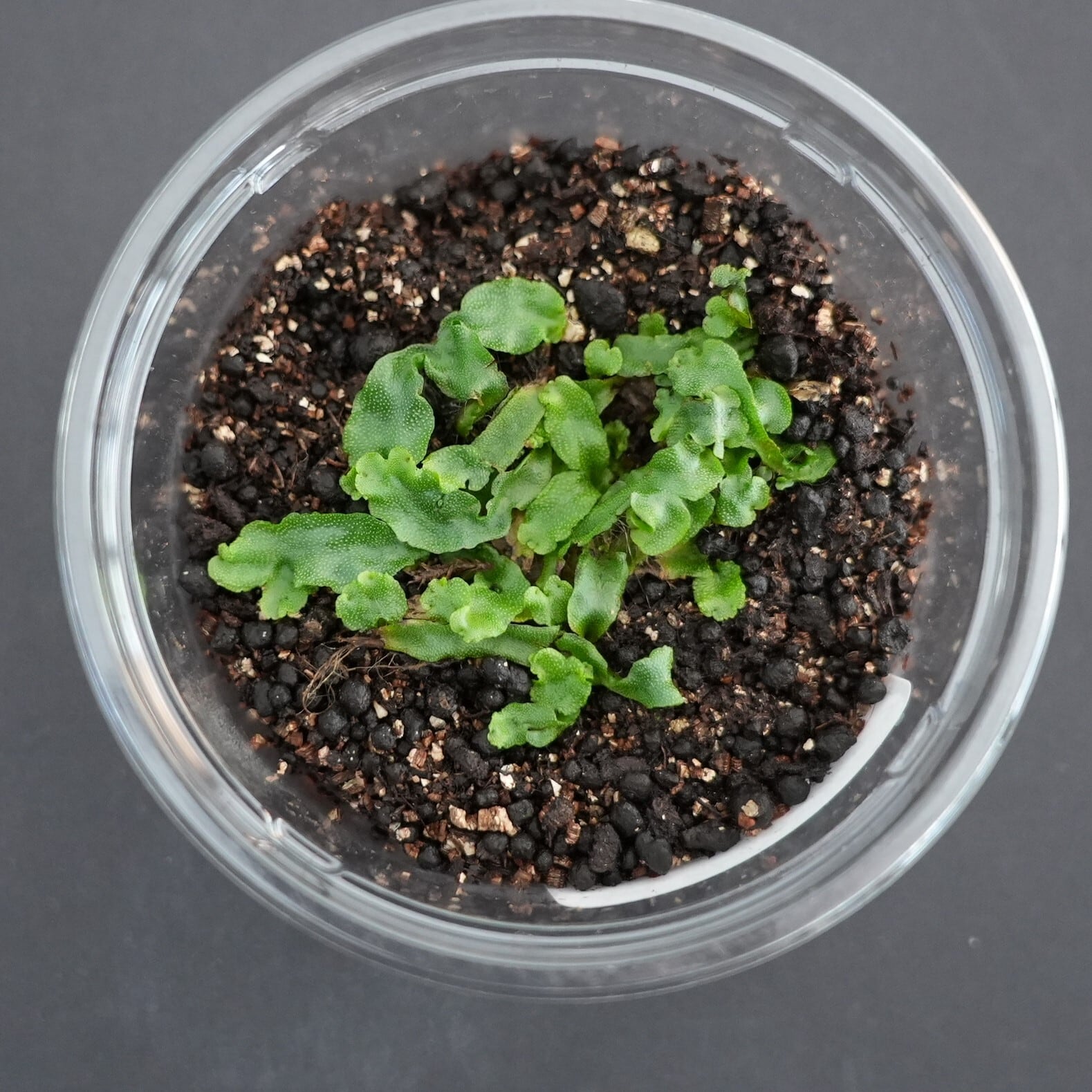 フタバネゼニゴケ Marchantia paleacea subsp. diptera.｜苔テラリウム