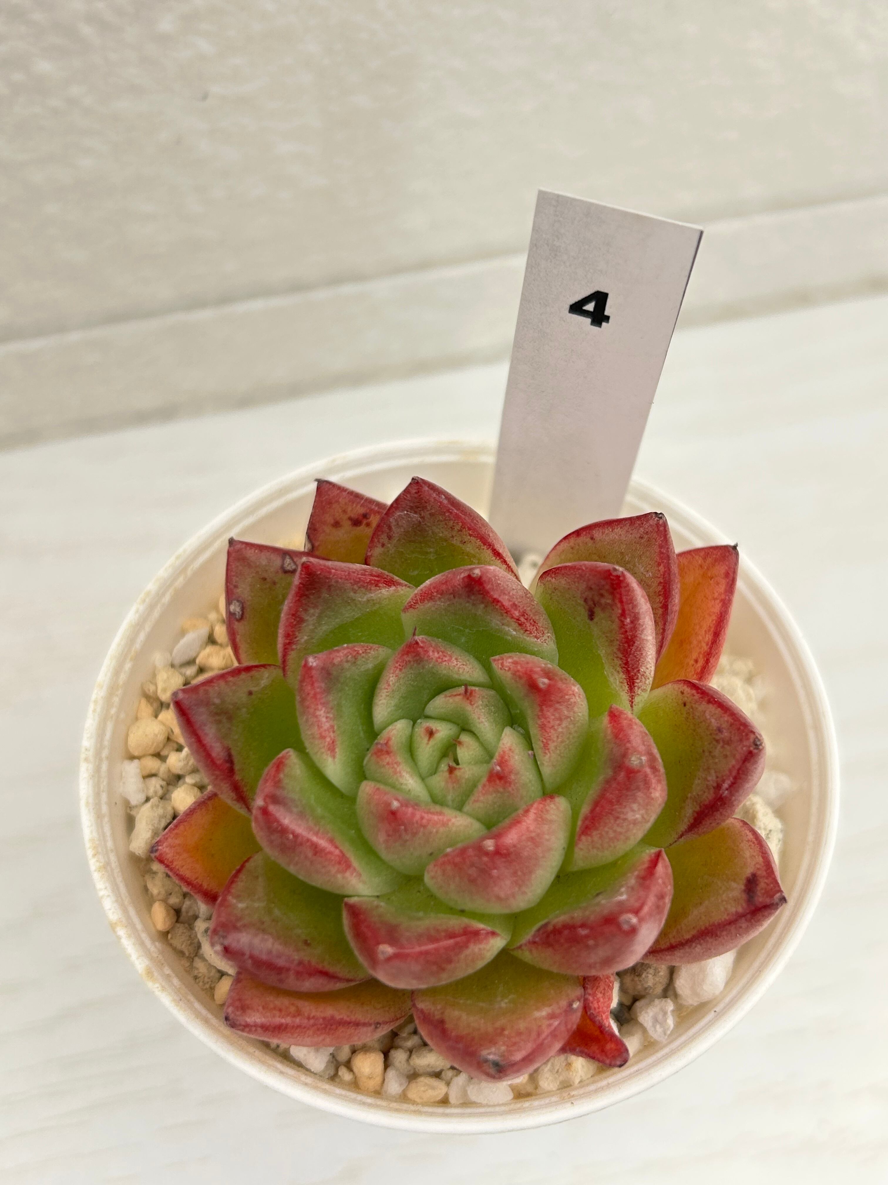 輸入苗 ☆Dream queen No.4