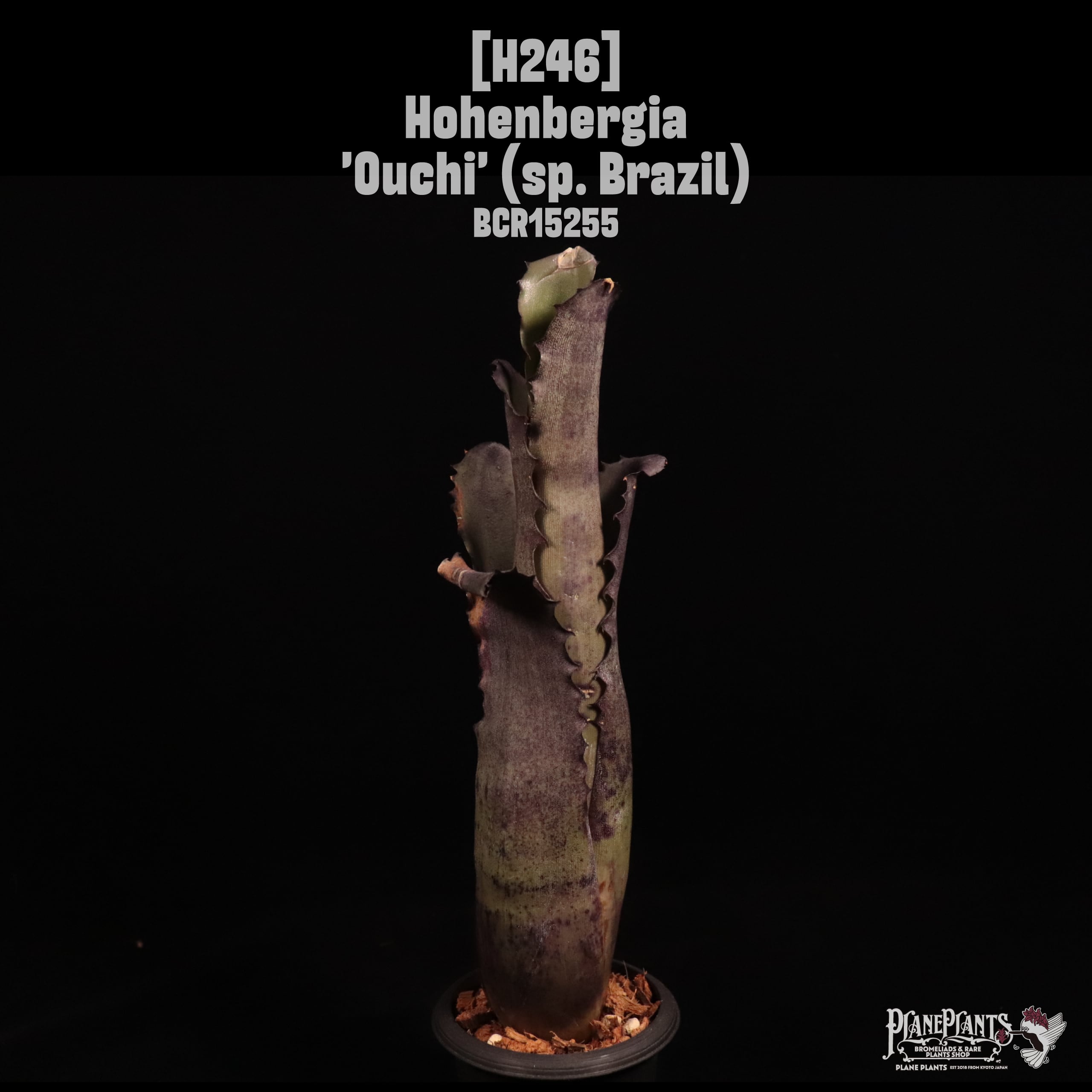 Hohenbergia 'Ouchi' (sp. Brazil)〔ホヘンベルギア〕H246