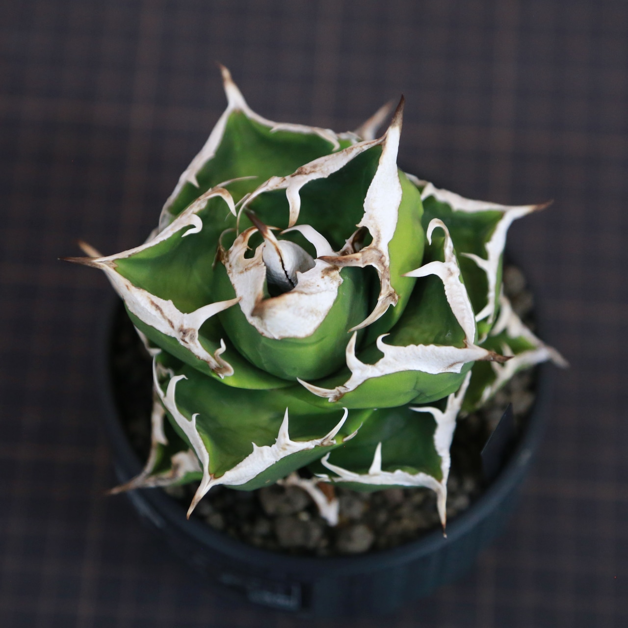 Agave titanota SAD (South Africa Diamond) アガベ チタノタ / 中株(3.5号鉢)/Lot.001
