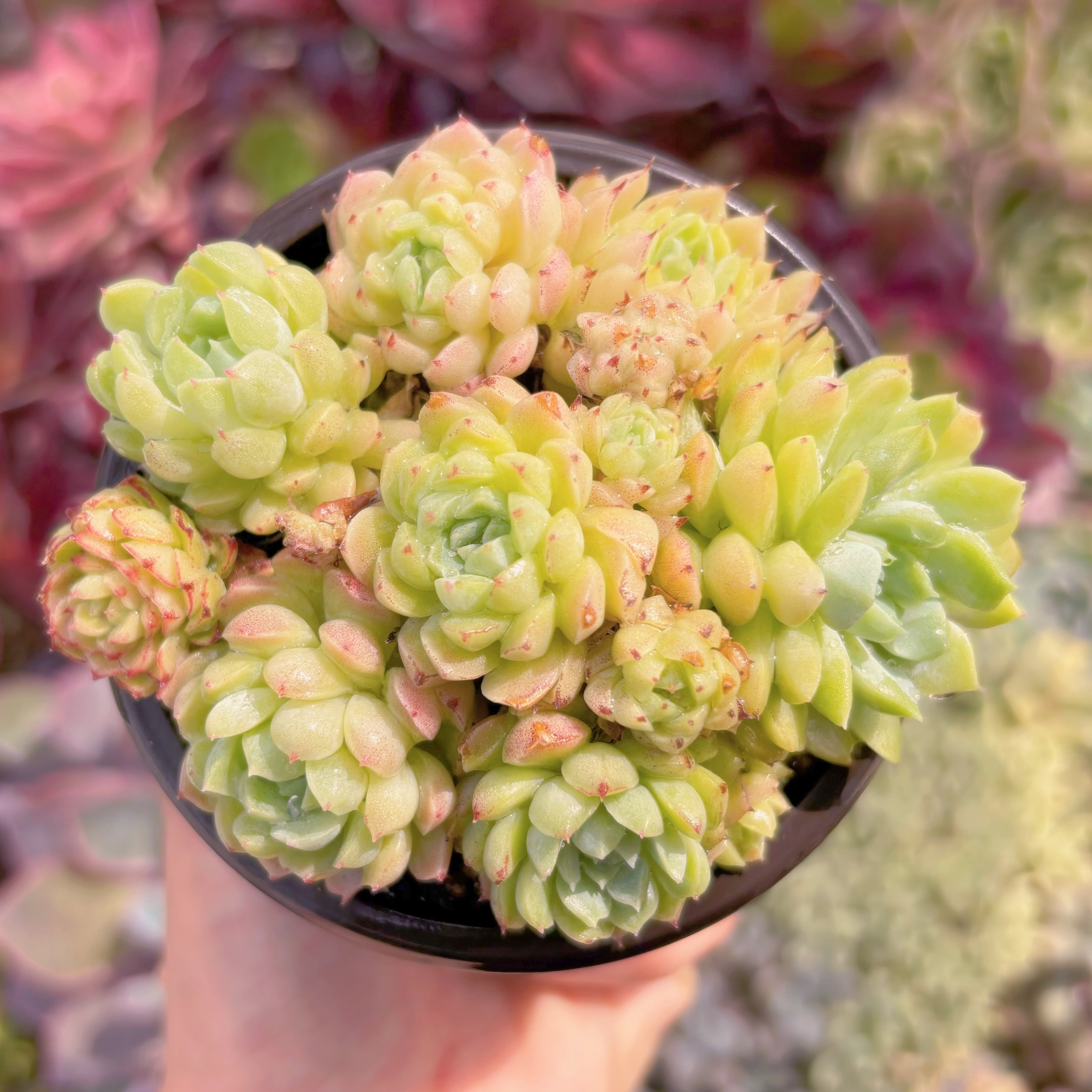 現品　ハチミツボール#903　るる農園