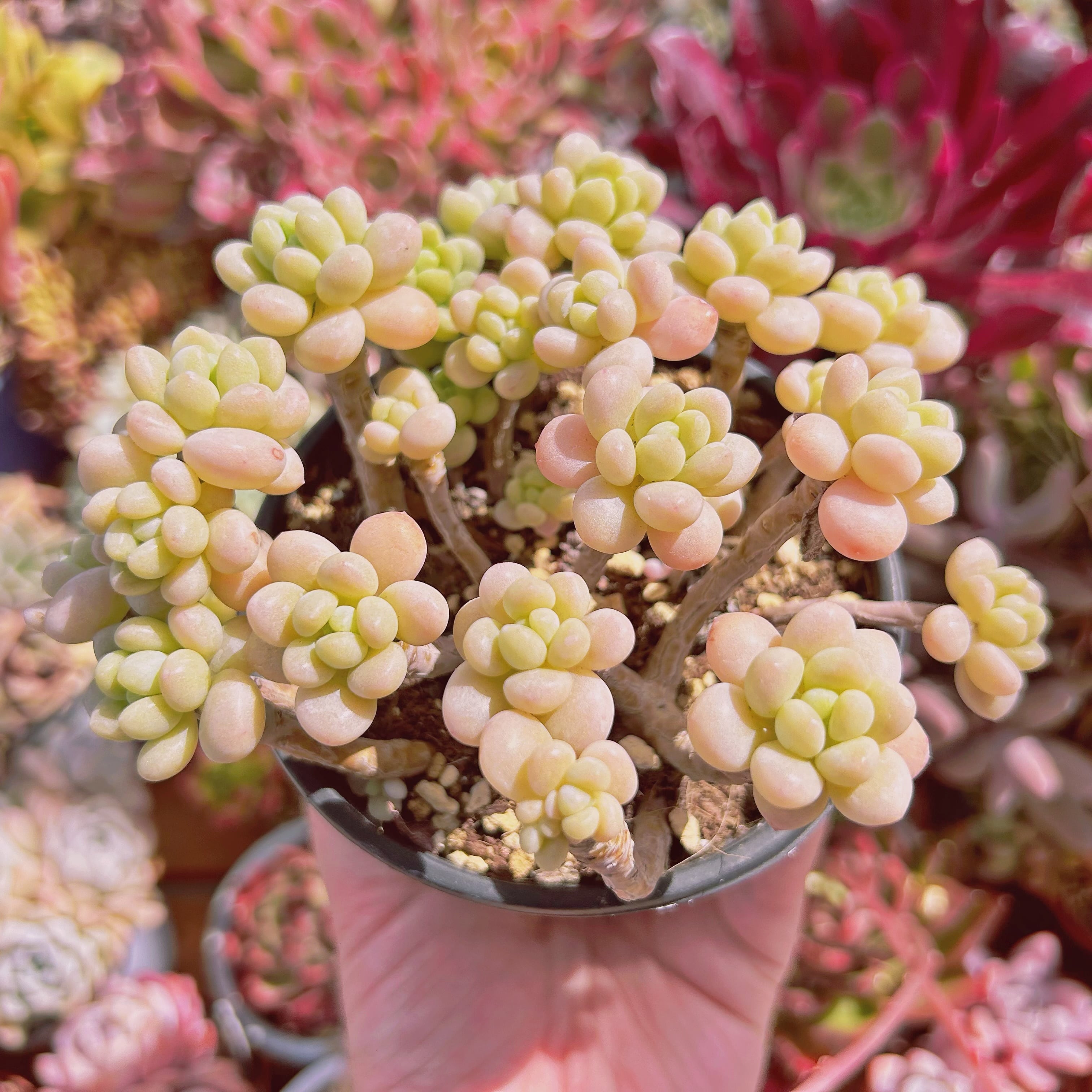 その他多肉植物 choco その他多肉植物 choco 多肉植物 グラプトベリア チョコレート錦 6cm