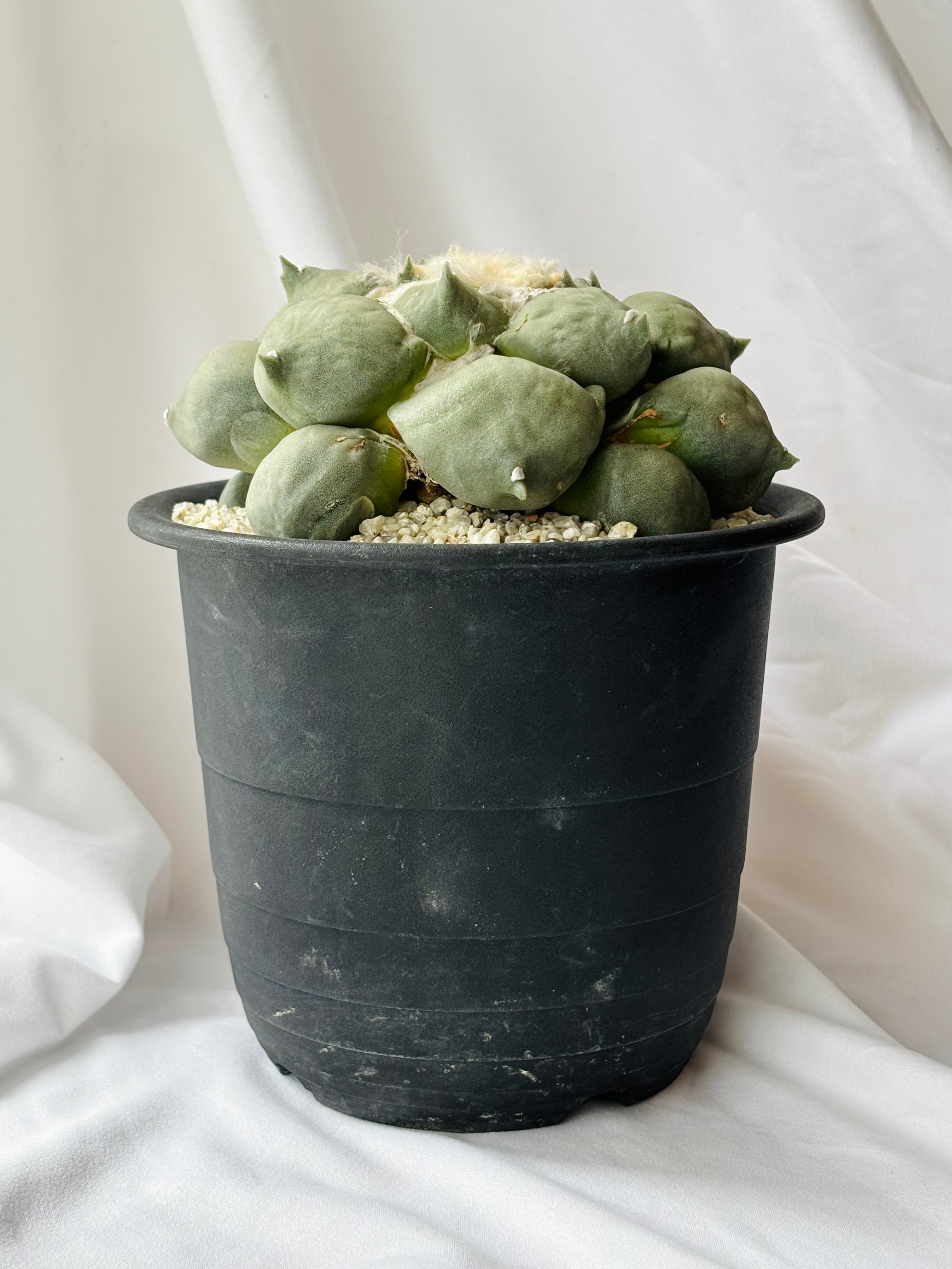 5 変わり疣青磁牡丹 カキコ自根・サボテン 多肉植物 –