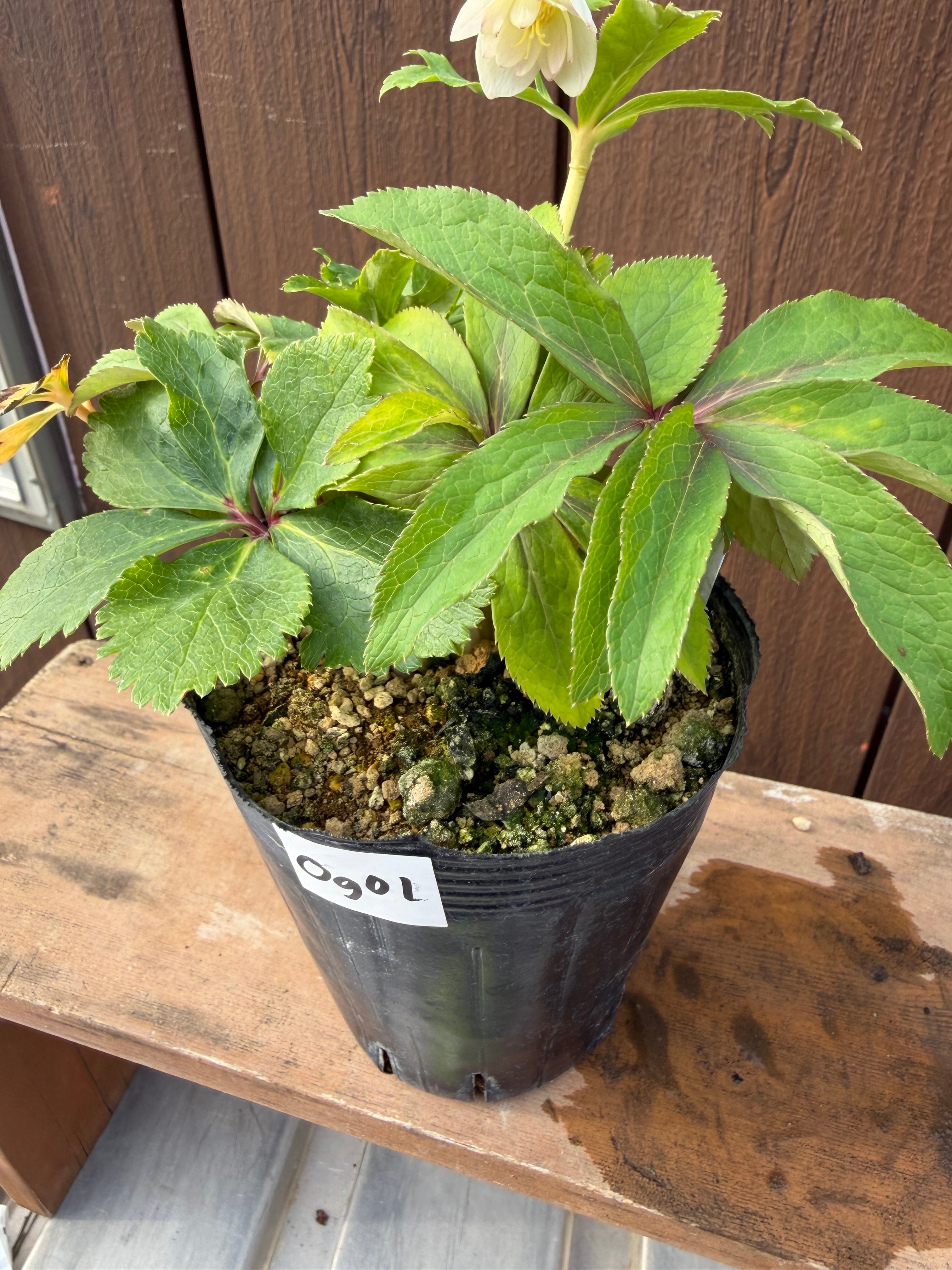 蜃気楼dd ※不稔 大木ナーサリー クリスマスローズ【Og01】送料無料