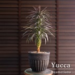 ユッカ デスメティアーナ Yucca Desmetiana 7号 陶器鉢 0507NV