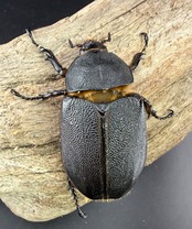 《サタンオオカブト 101mm ペア》ブリーダー様委託個体