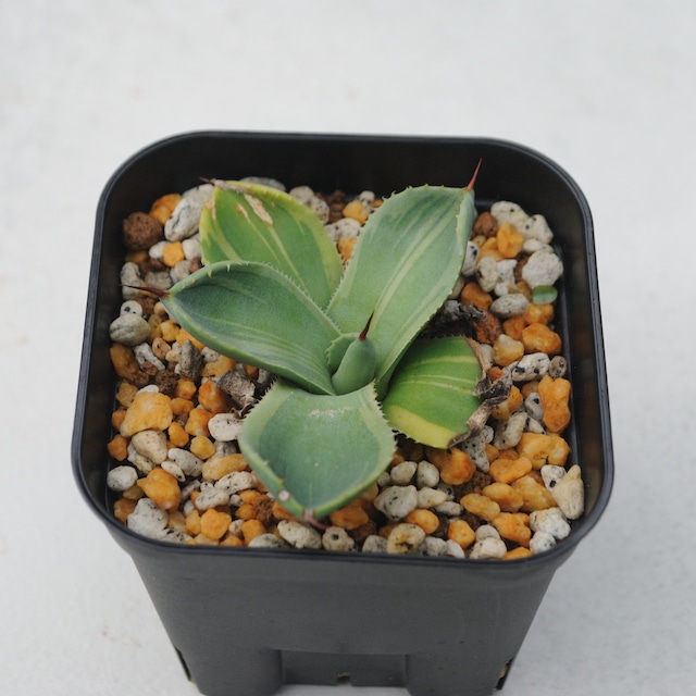 アガベ パリー トランカータ ライムストリーク No.1