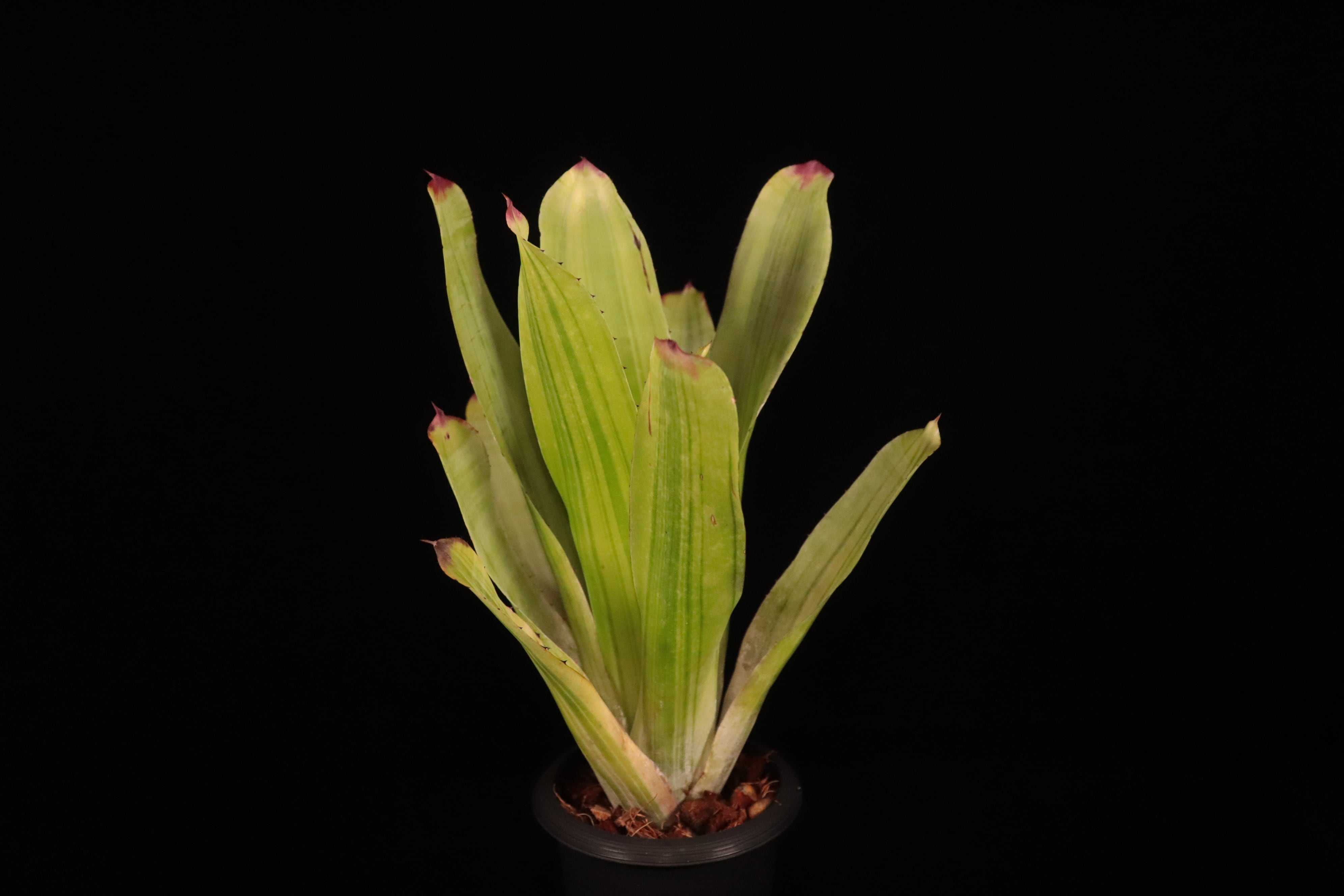 reserved】Hohenbergia castellanosii Variegated