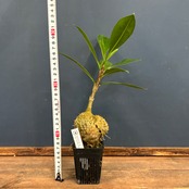 ミルメコディア　sp.【510】