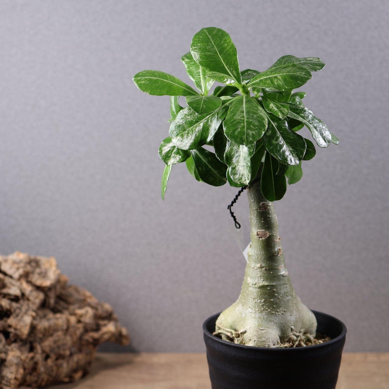 635『ハオルチア 三仙寿錦』観葉植物【送料無料】 | MARX PLANTS