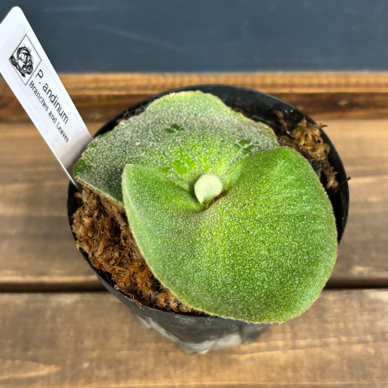 ビカクシダ アンディナム P.andinum【217】