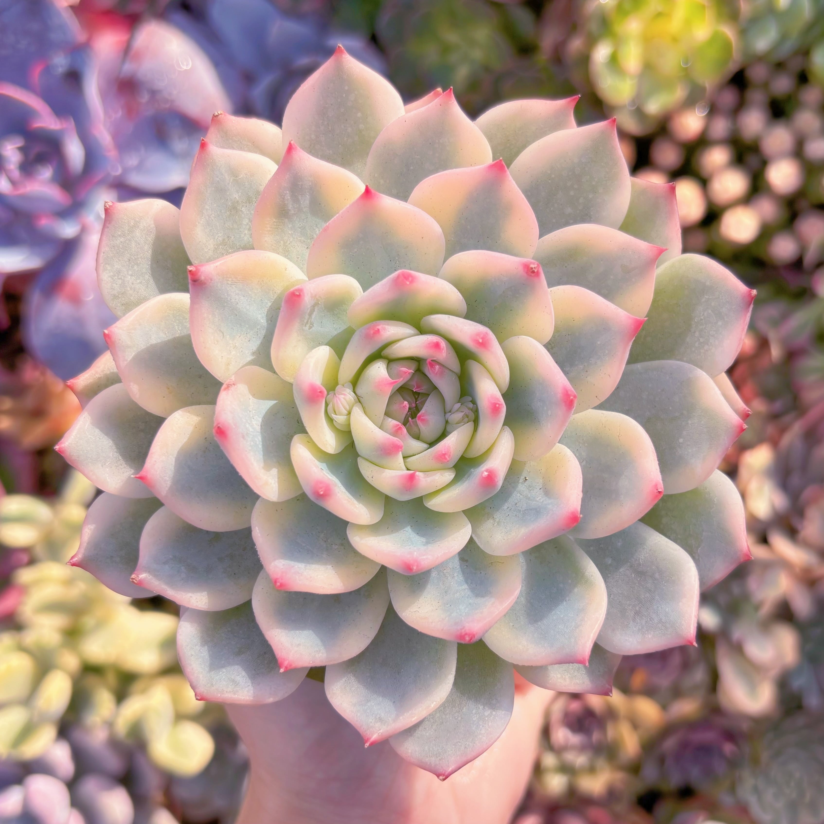 現品　チワワ錦#A059　極上株　在庫僅少　るる農園