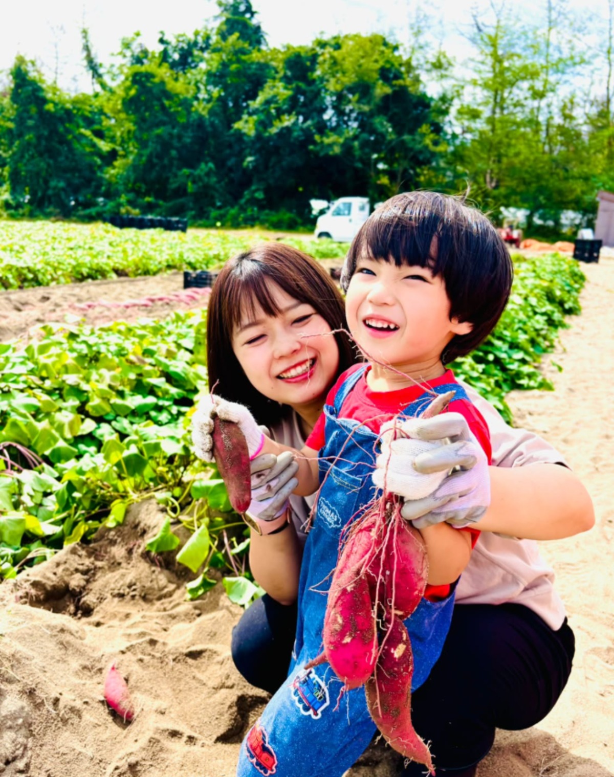 さつまいも11k 2026年11月以降順次発送】 2026年産・さつまいもの株主制度 3株 | 山形