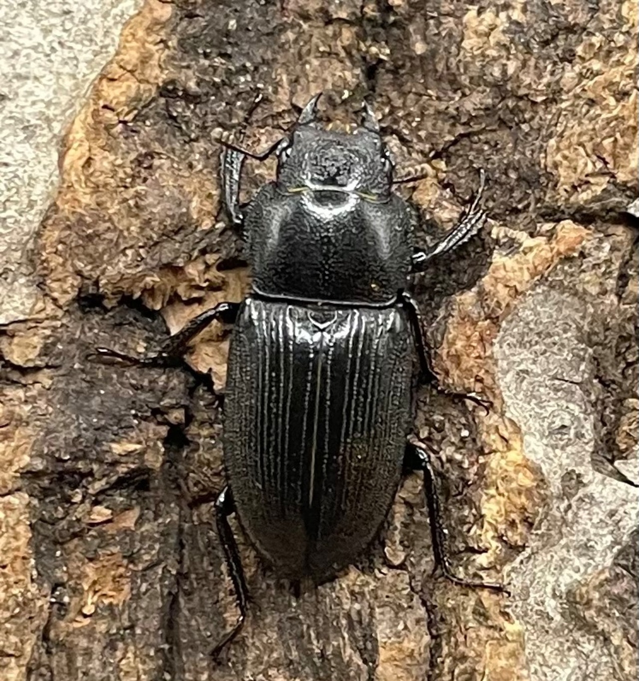 【WD】美麗種《ヨンレンセスジ ペア》