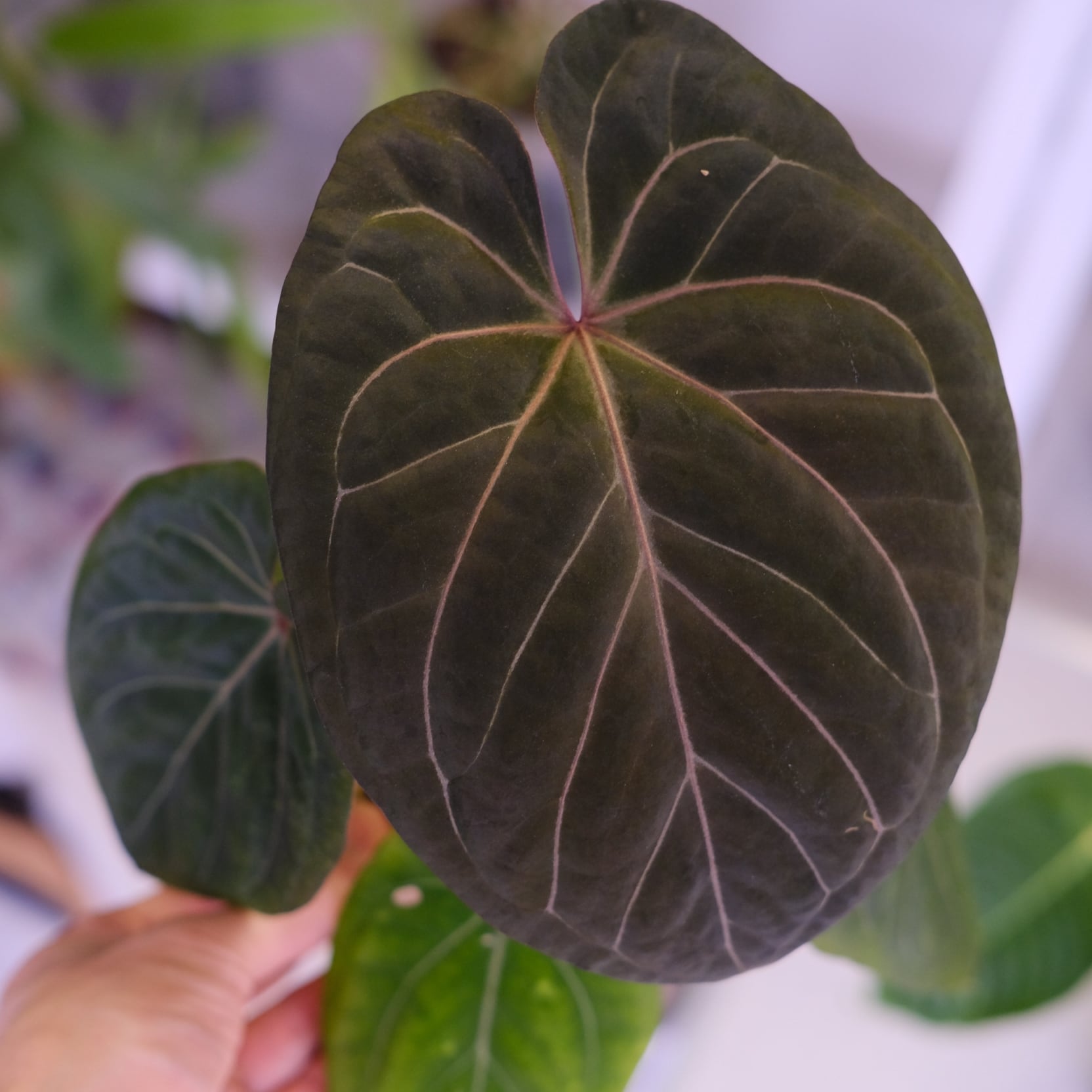 アンスリウム・キングオブスペード × ミシェル③│Anthurium King of