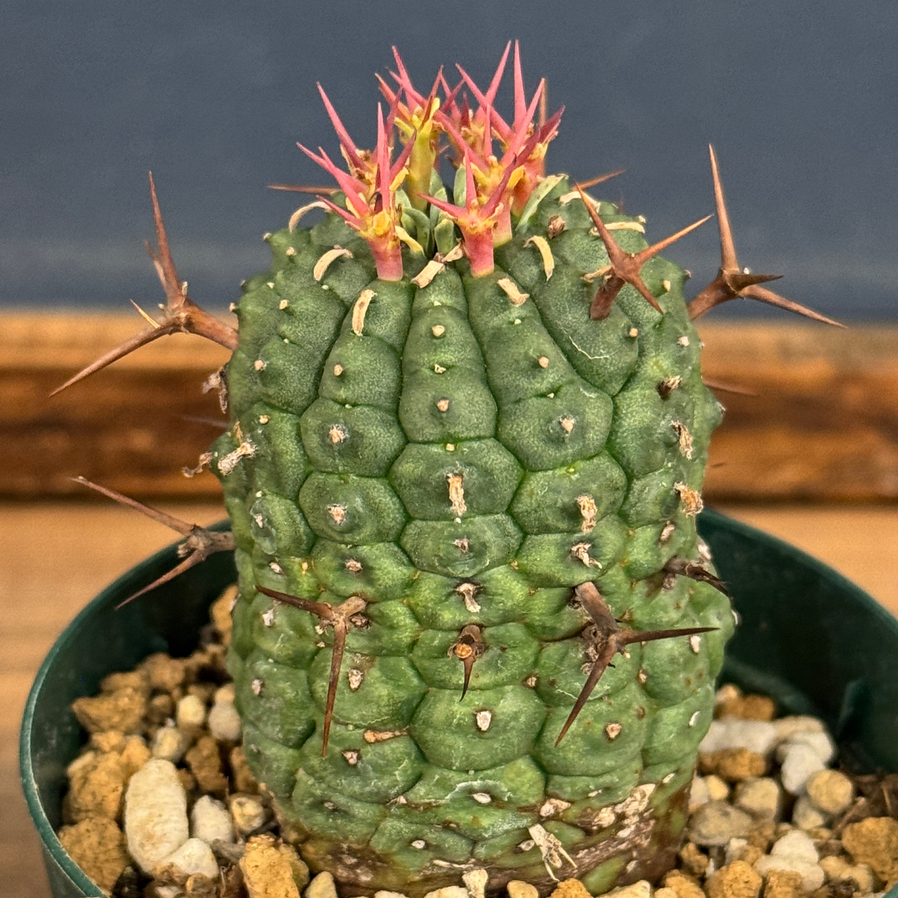 ユーフォルビア 群星冠 亀甲タイプ【552】 | PROTOLEAF プロトリーフ