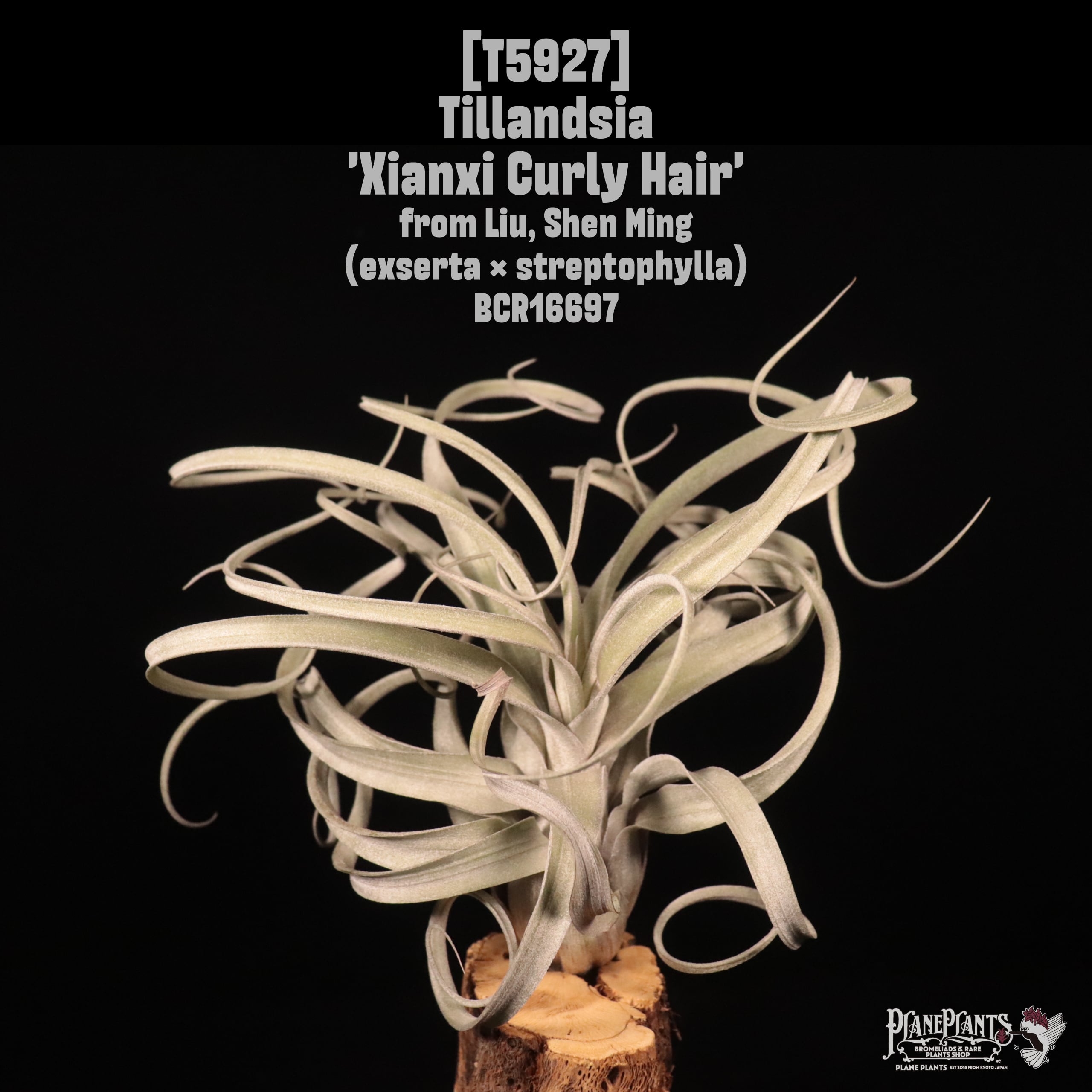 Tillandsia 'Xianxi Curly Hair'〔エアプランツ〕T5927
