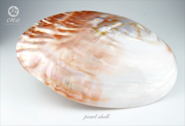 【浄化グッズ】天然パールシェル（貝）