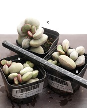 抜き苗 アドロミスクス オーラスマウンテン Adromischus marianiae var.hallii 'Aurus Mt.'