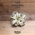 【送料無料】キセログラフィカ S〔エアプランツ〕現品発送T2829