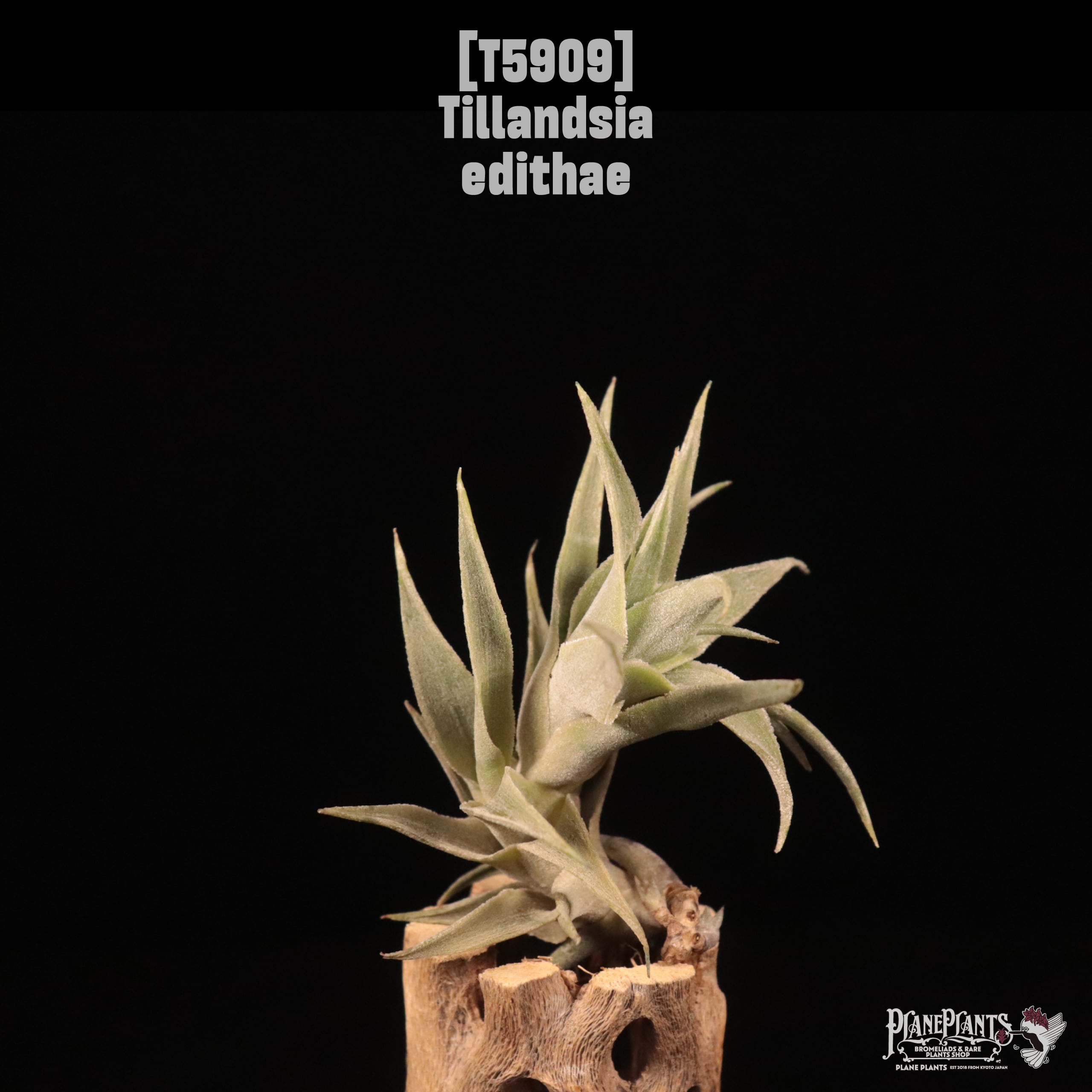 Tillandsia edithae〔エアプランツ〕T5909