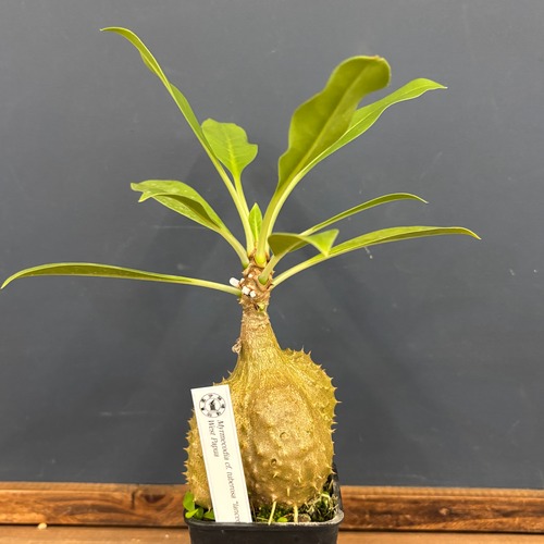 ミルメコディア　cf. tuberosa 'lanceolata'【845】