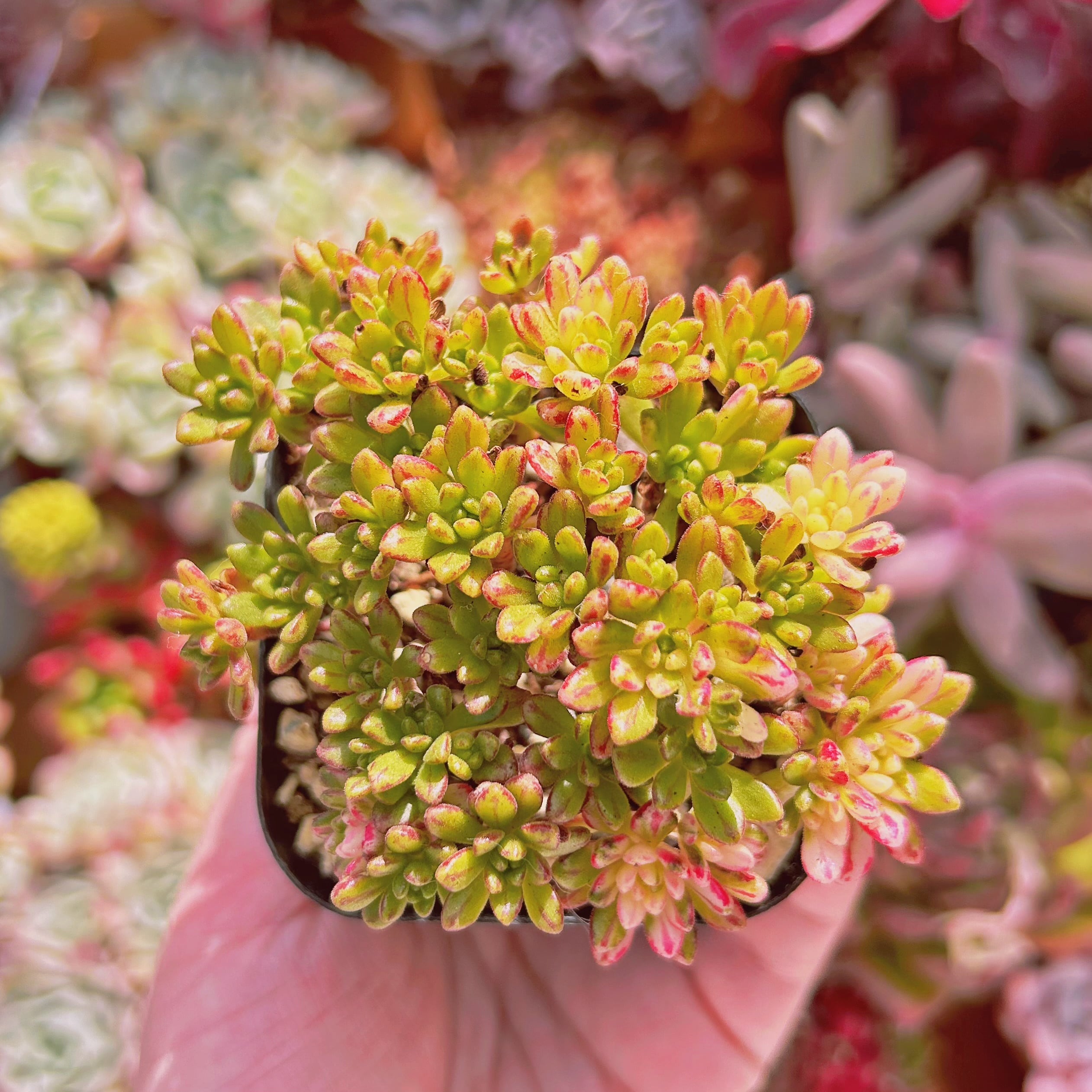 #871現物　多肉植物　小人祭り錦　抜き苗