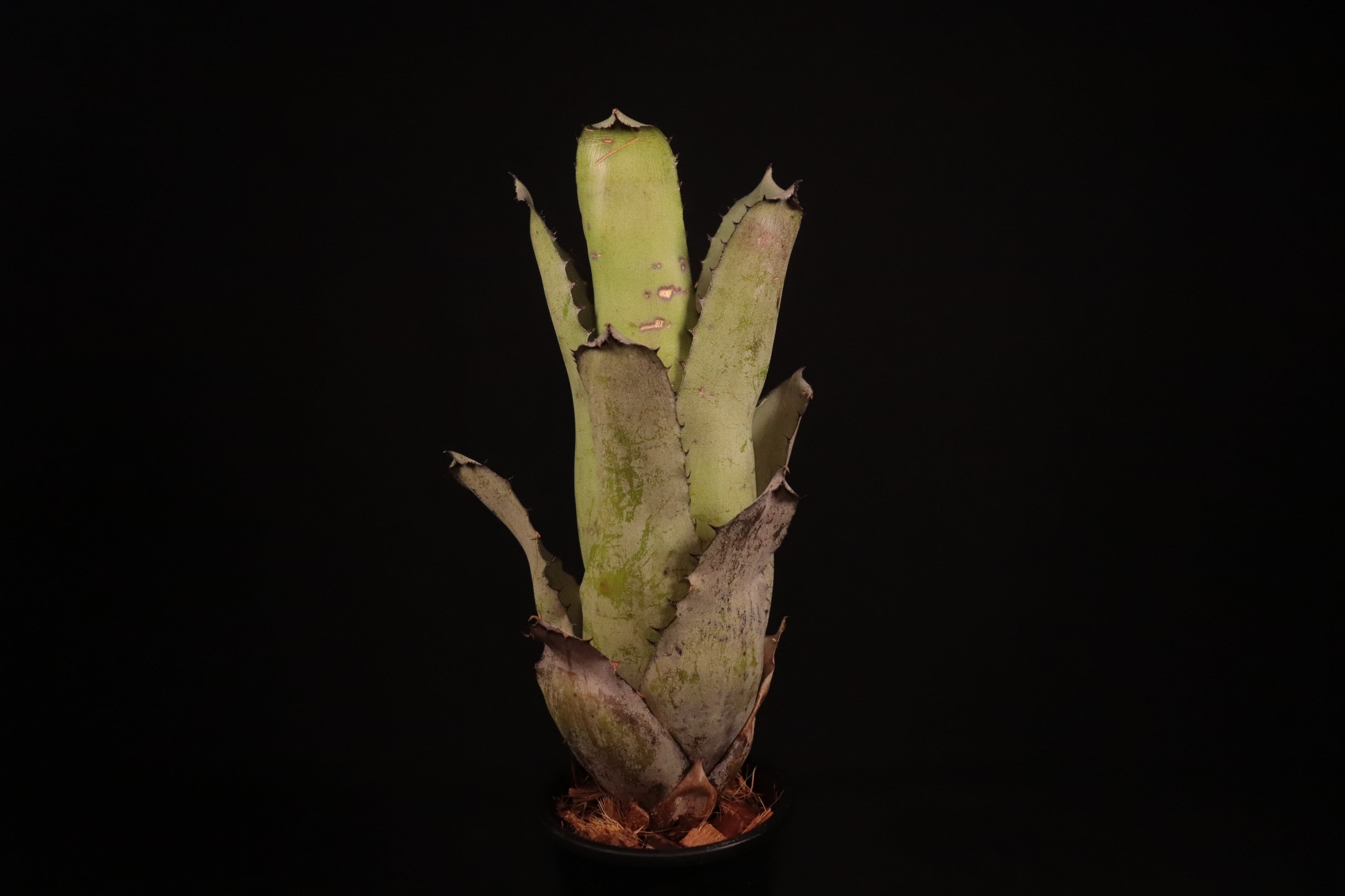 その他観葉植物 X Hohenmea RBT x Vesita X Hohenmea RBT x Vesita