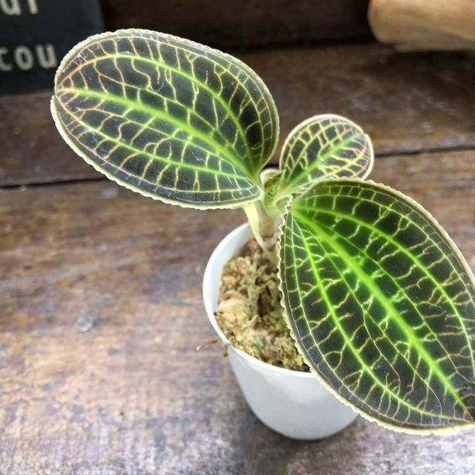 サンデリアーナ】 宝石蘭 ジュエルオーキッド マコデス | 植物の店ベリー