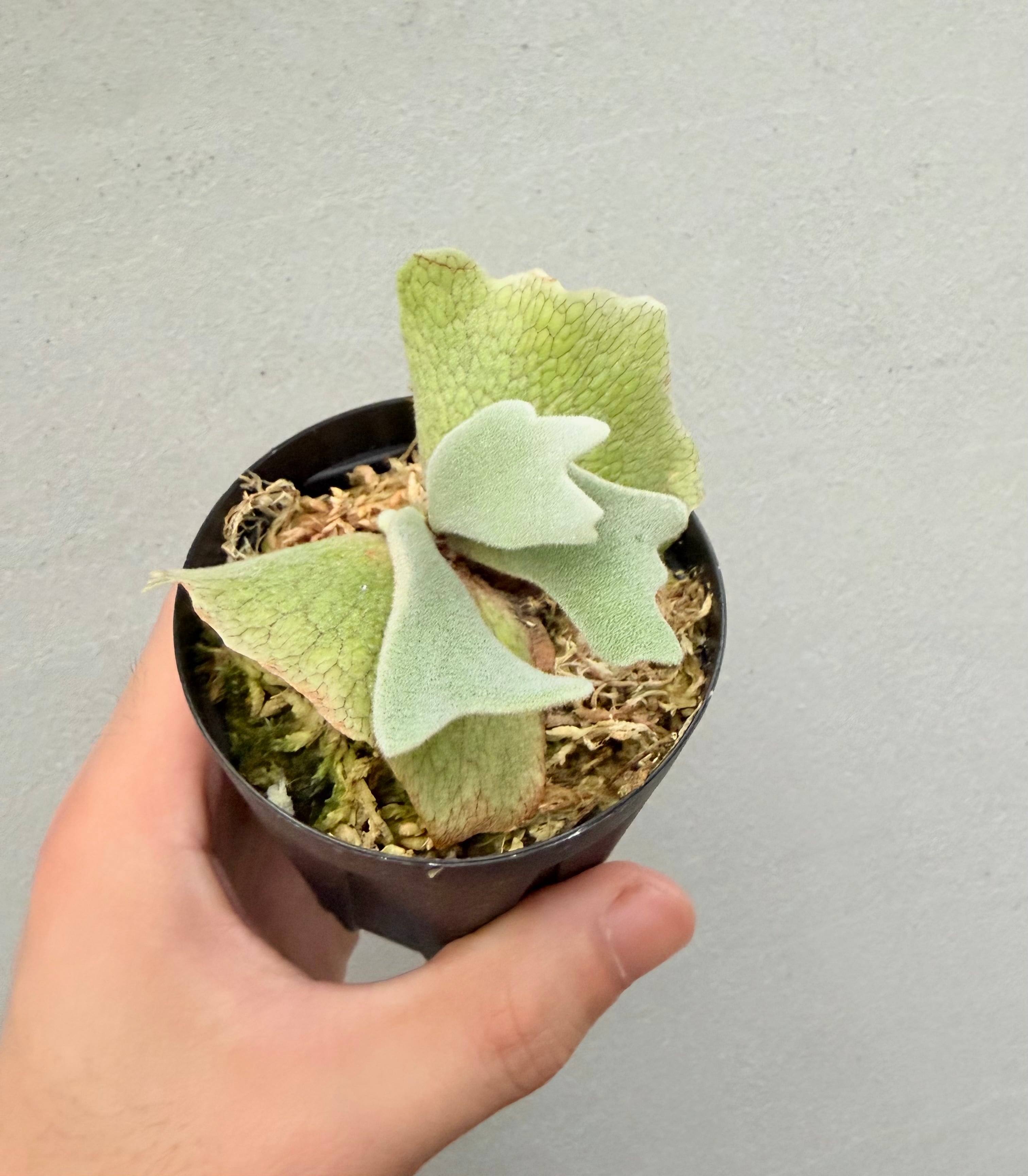 vandaka plants