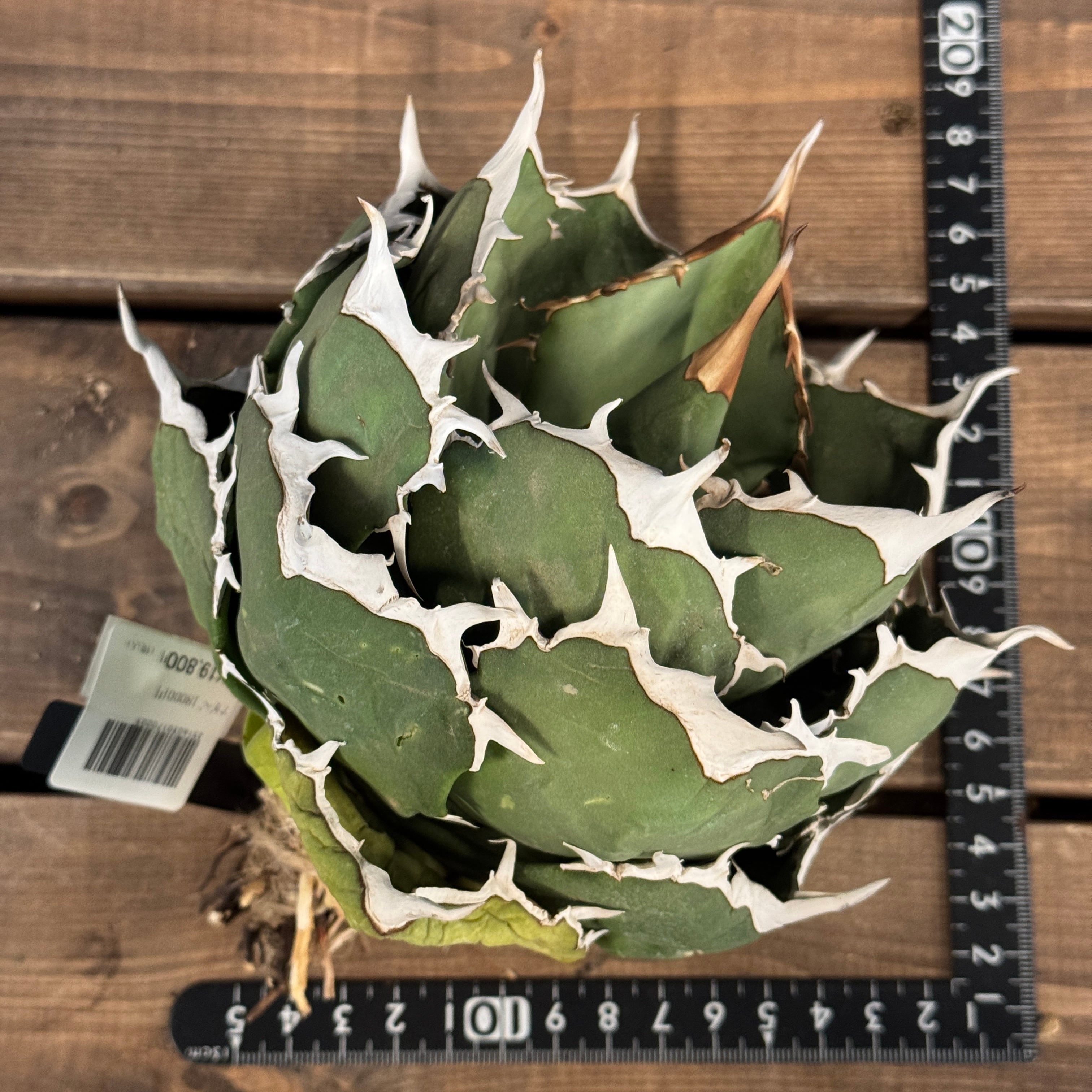 アガベ チタノタ ペルシアンドワーフ【567】 | PROTOLEAF プロトリーフ