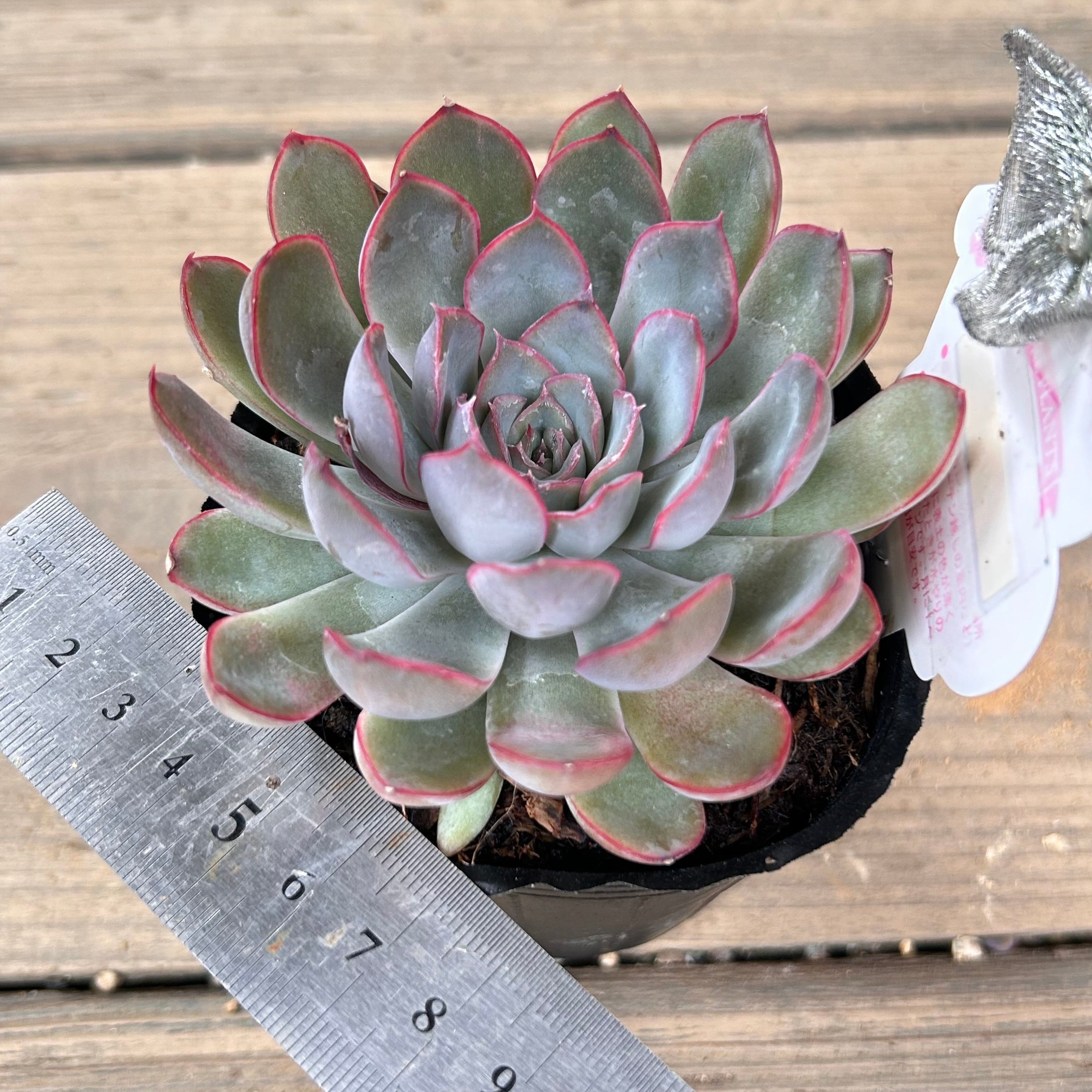 ヘラクレス | RuPo 多肉植物専門店