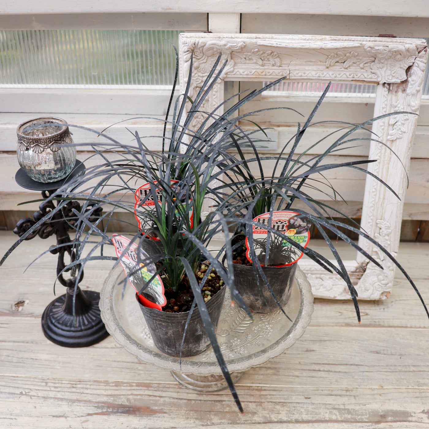 ふんわり黒龍 ― 寄せ植えに映える黒のアクセント】 | Green heartꕥ