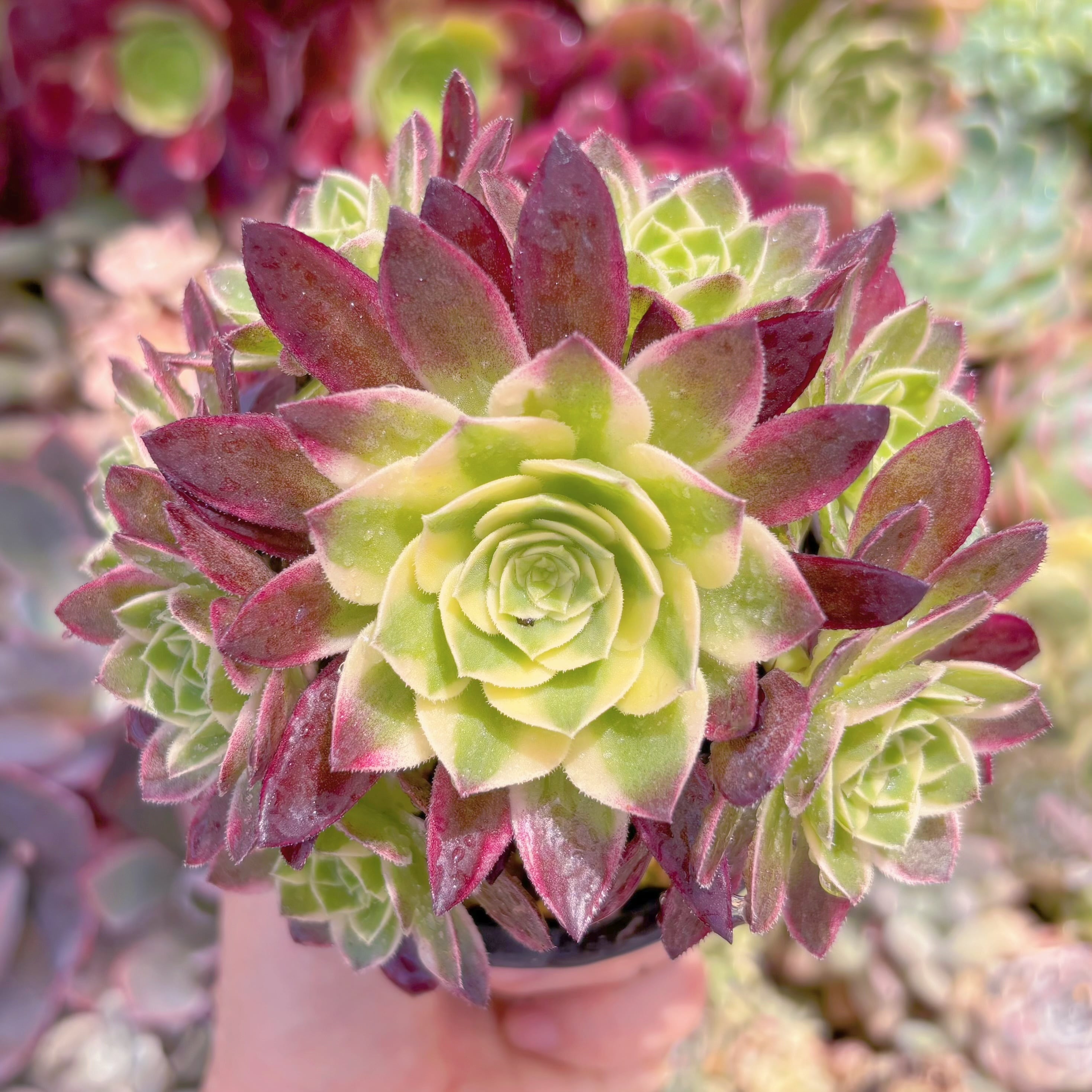 現品　海王#689　群生　新入荷　るる農園