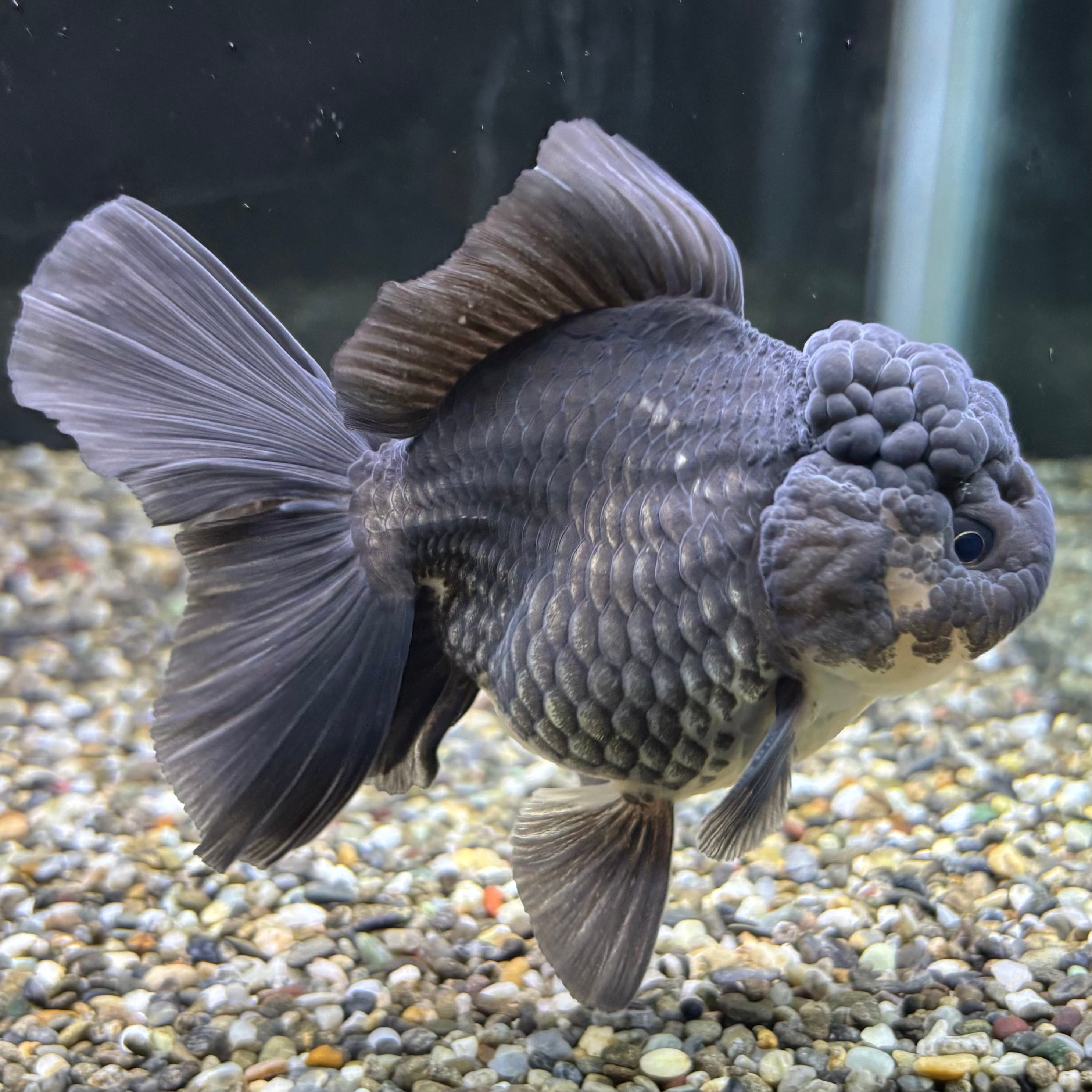 最終出品】☆タイ産オランダ獅子頭×タイ産ローズテールの稚魚約100匹 