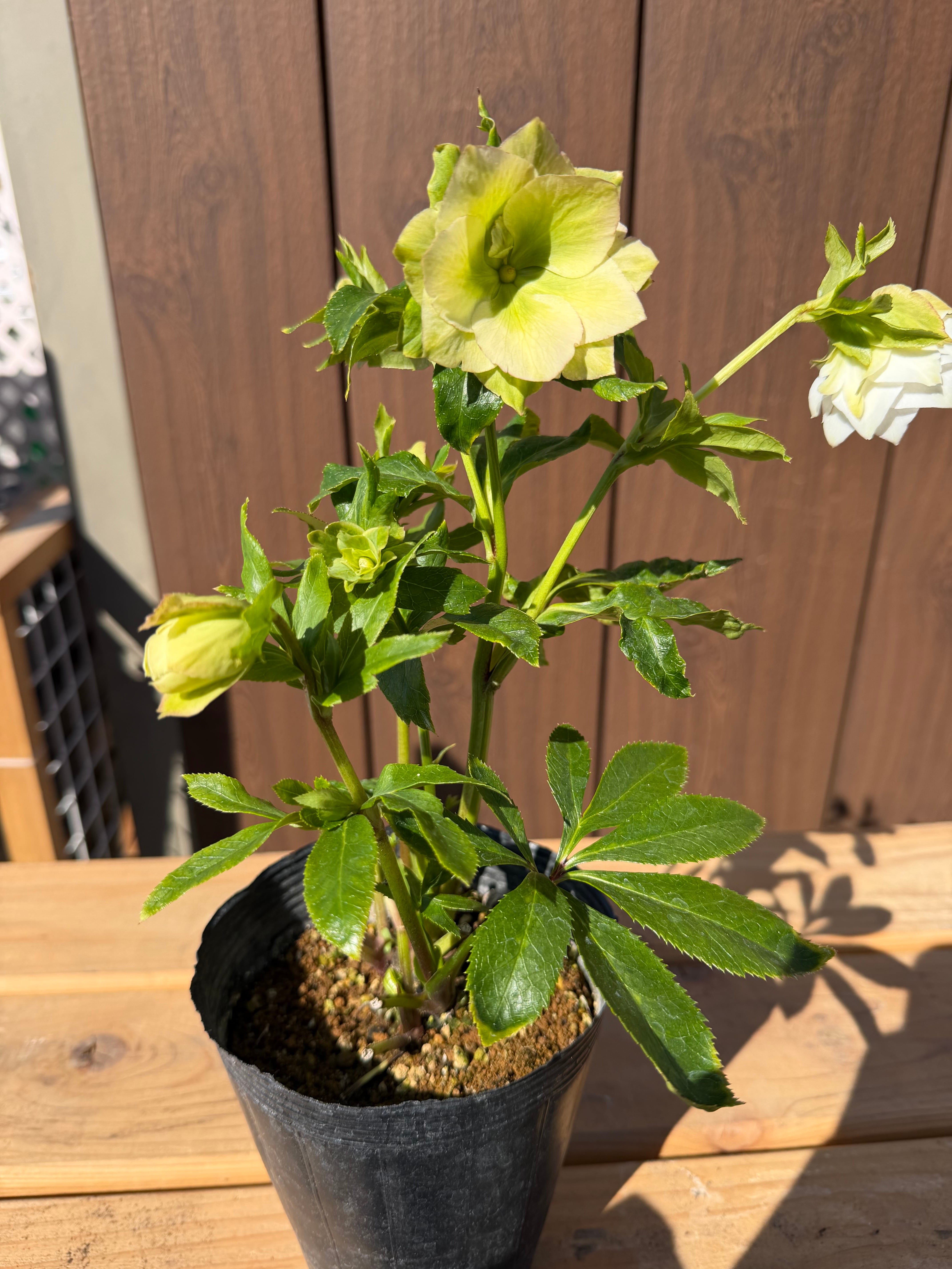 シャルウィダンス 若泉ファーム クリスマスローズ【Wa08】送料無料