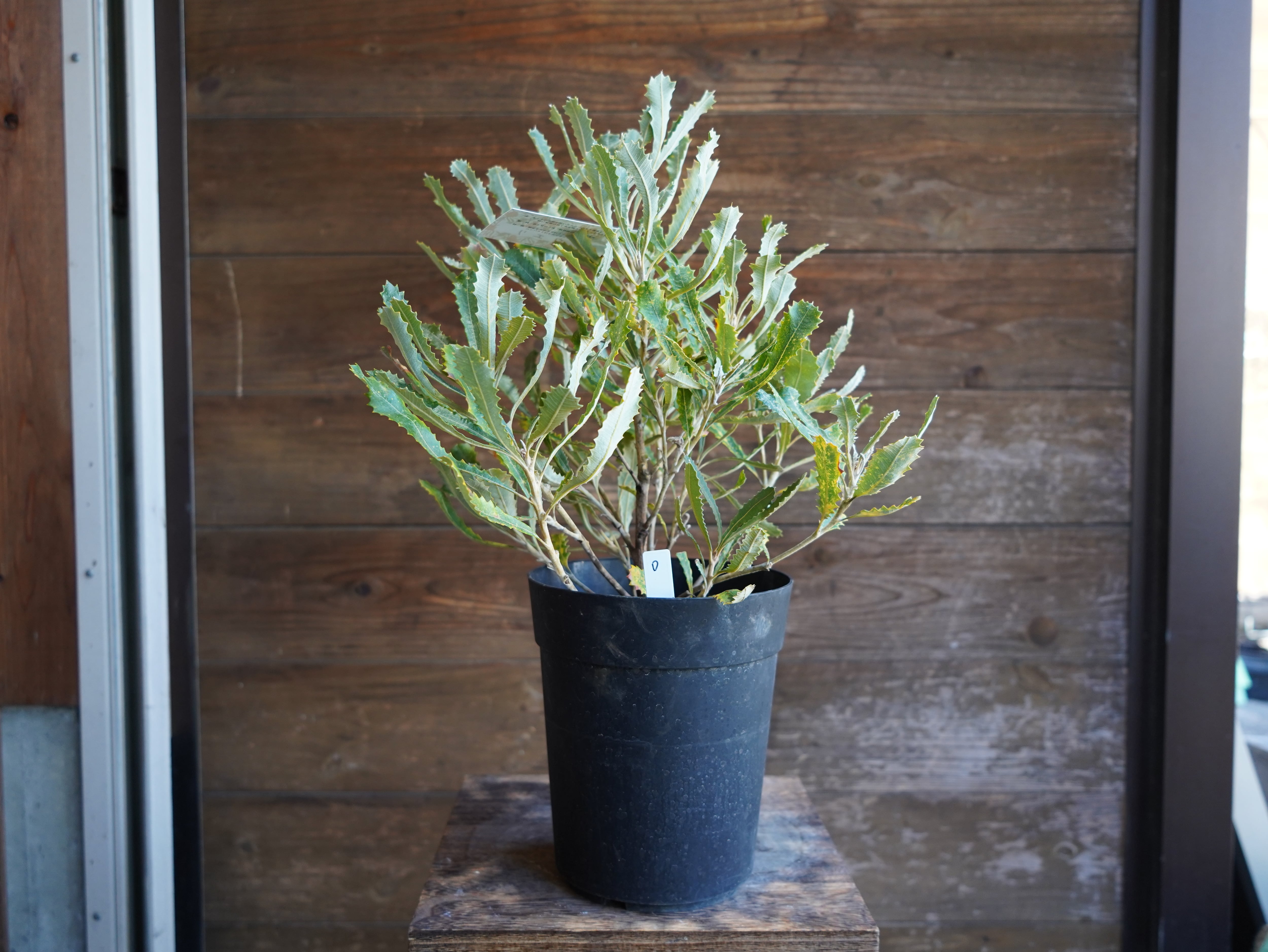 【現物】バンクシア　”バウエリ”　D