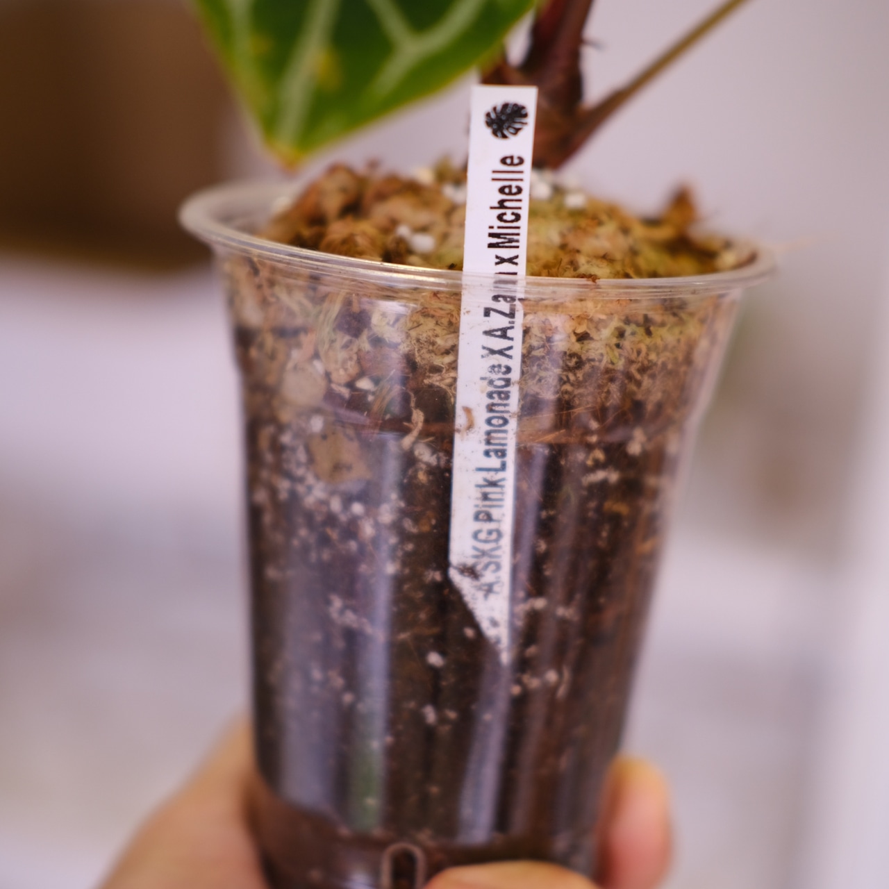 Anthurium. SKG Pink Lemonade × A.Zara Michelle⑥│アンスリウム ピンクレモネード × ザラ ミシェル│観葉植物