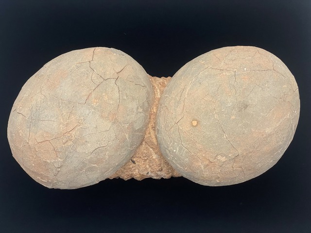 恐竜の卵の化石（レプリカ）