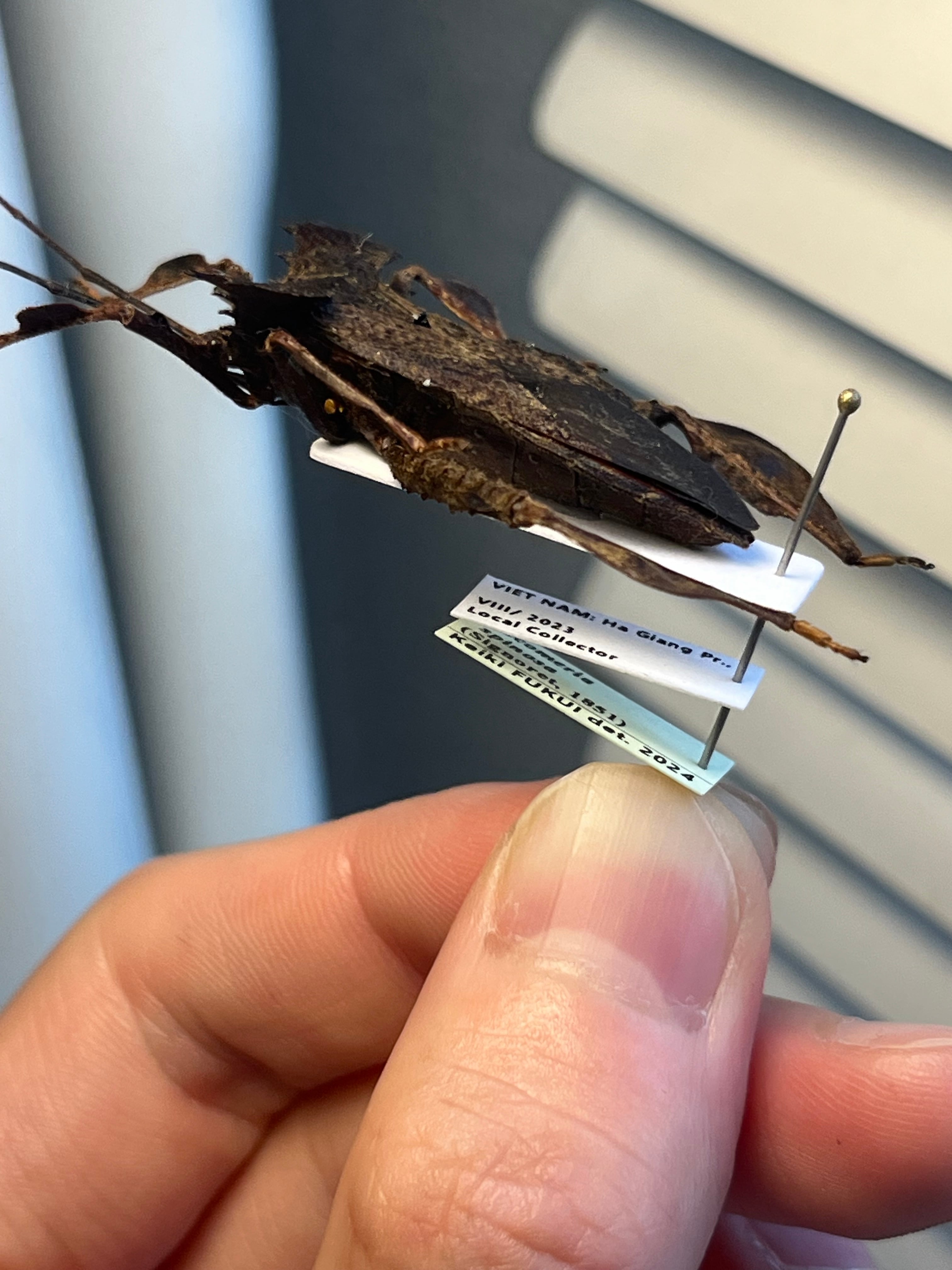 極美展足】オウサマヘリカメムシ 36mm サシガメ甲虫昆虫標本ハムシフン
