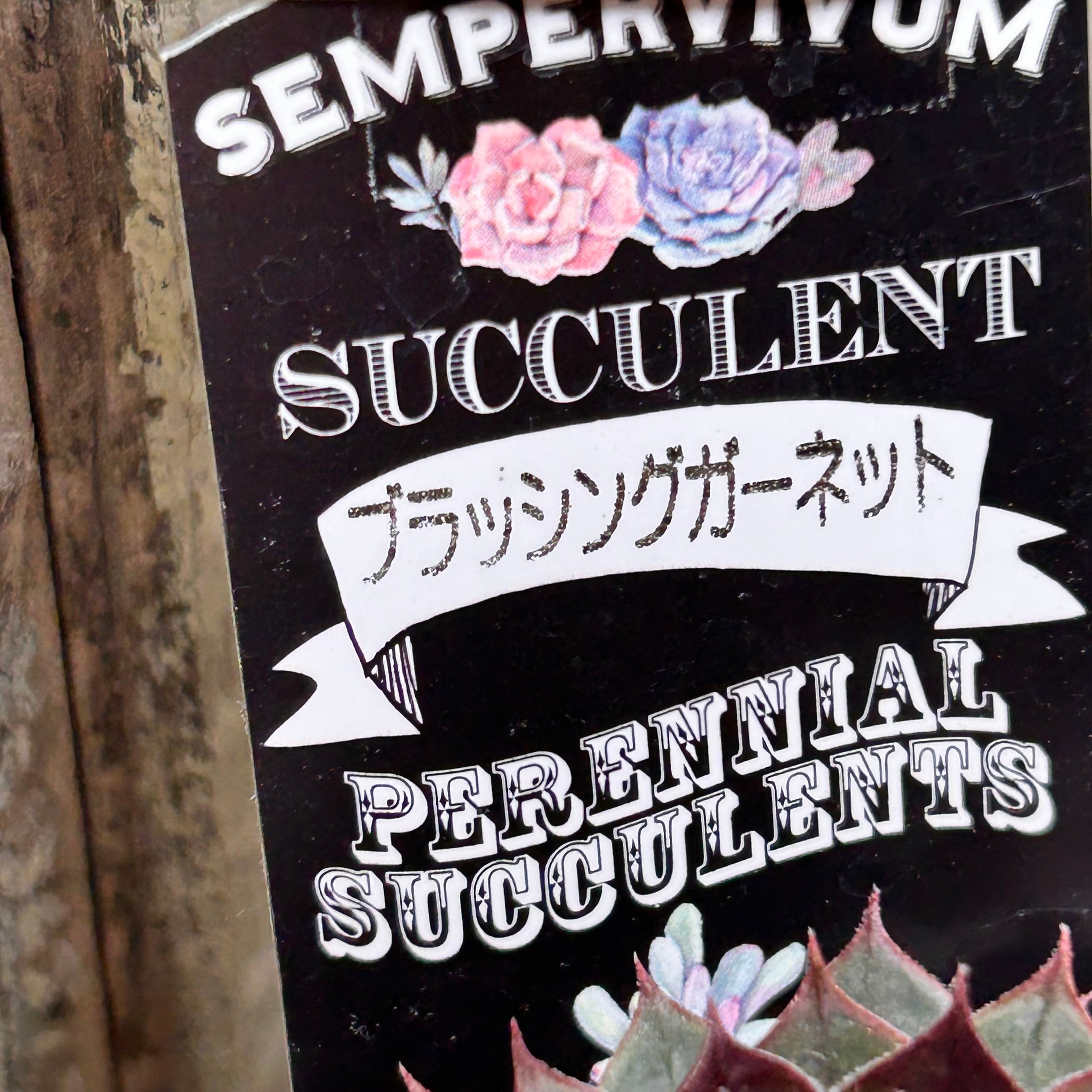 ブラッシングガーネット センペル | RuPo 多肉植物専門店