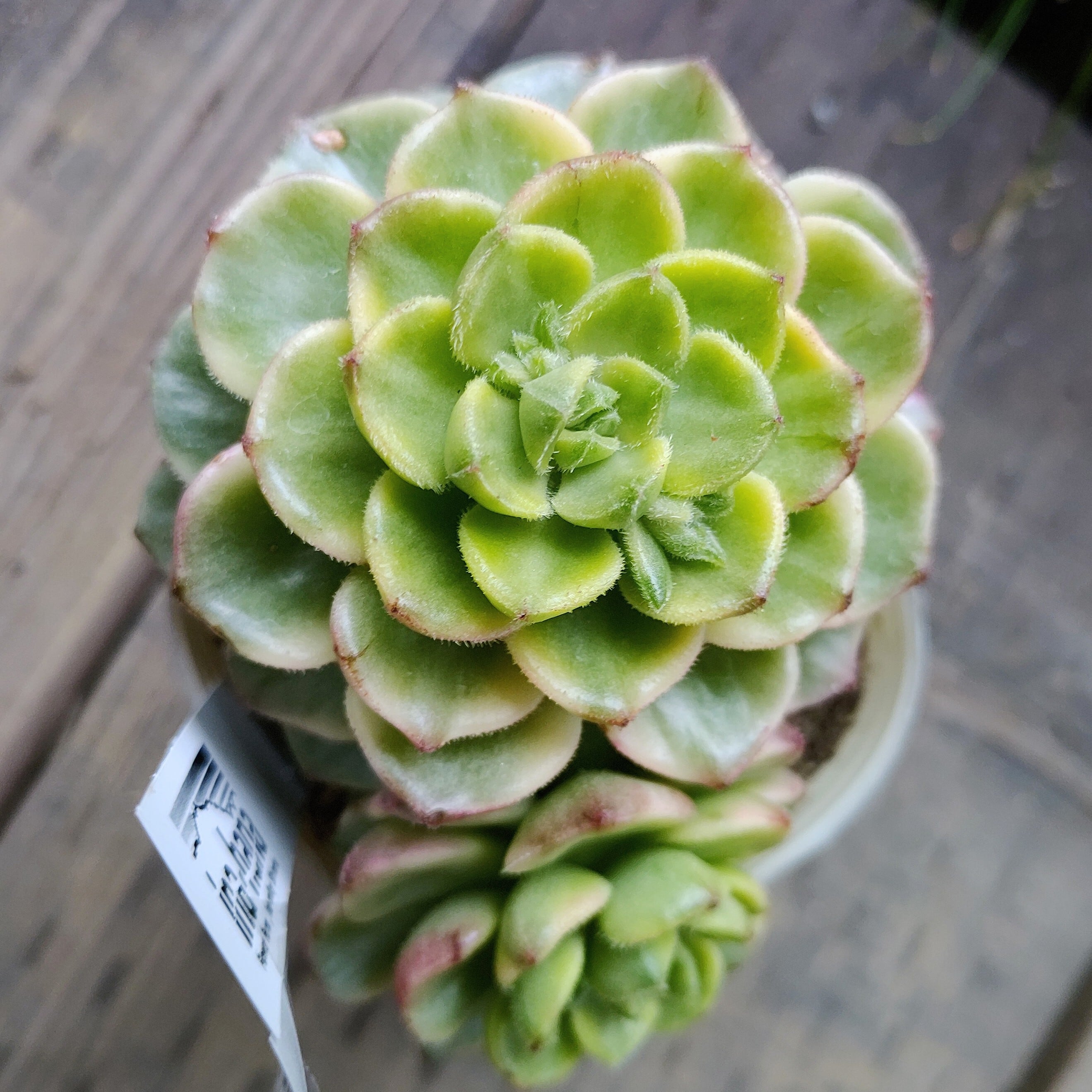 ギャラクシーブルー | RuPo 多肉植物専門店