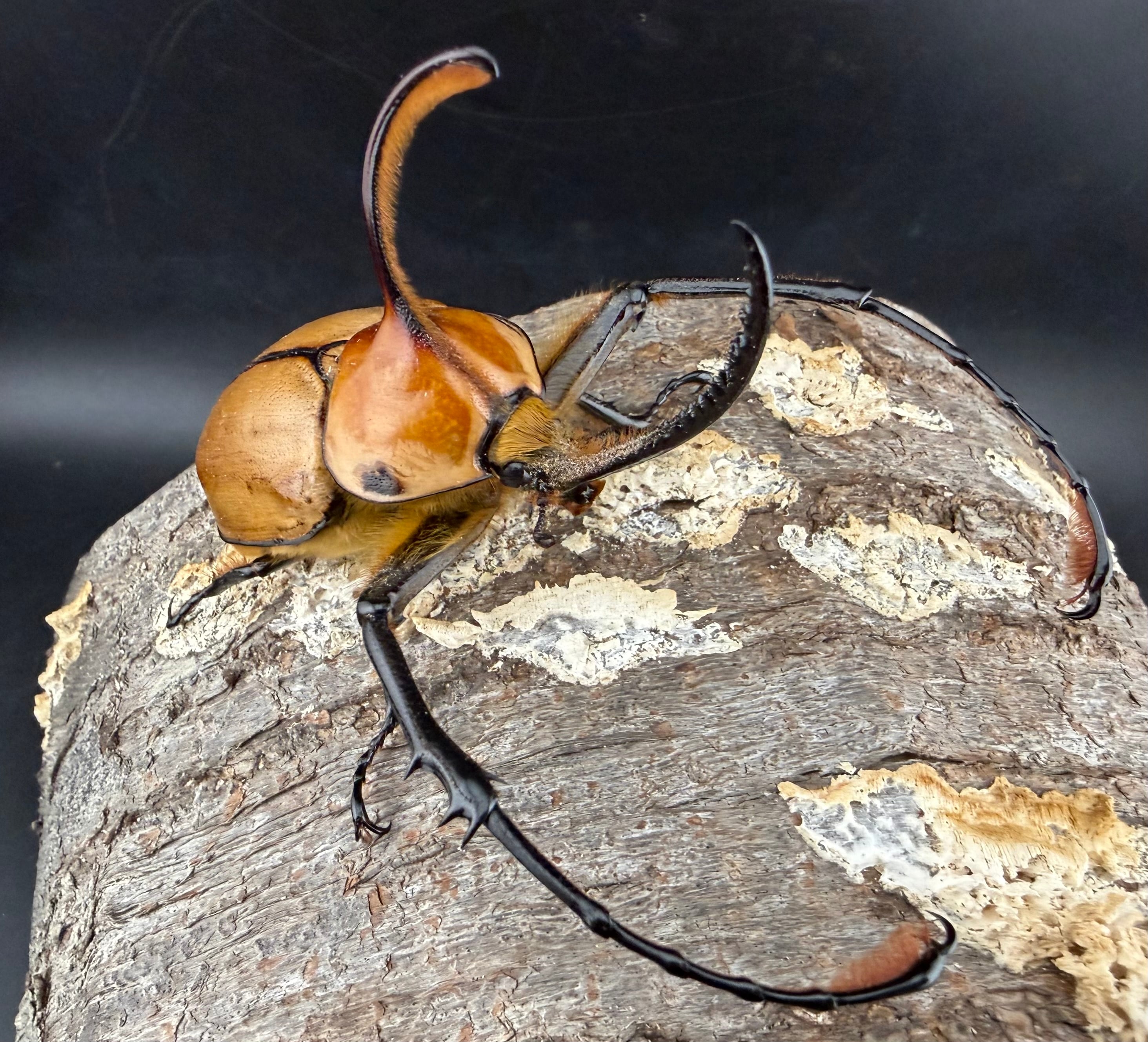 カブトムシ生体 | KPW BASE店