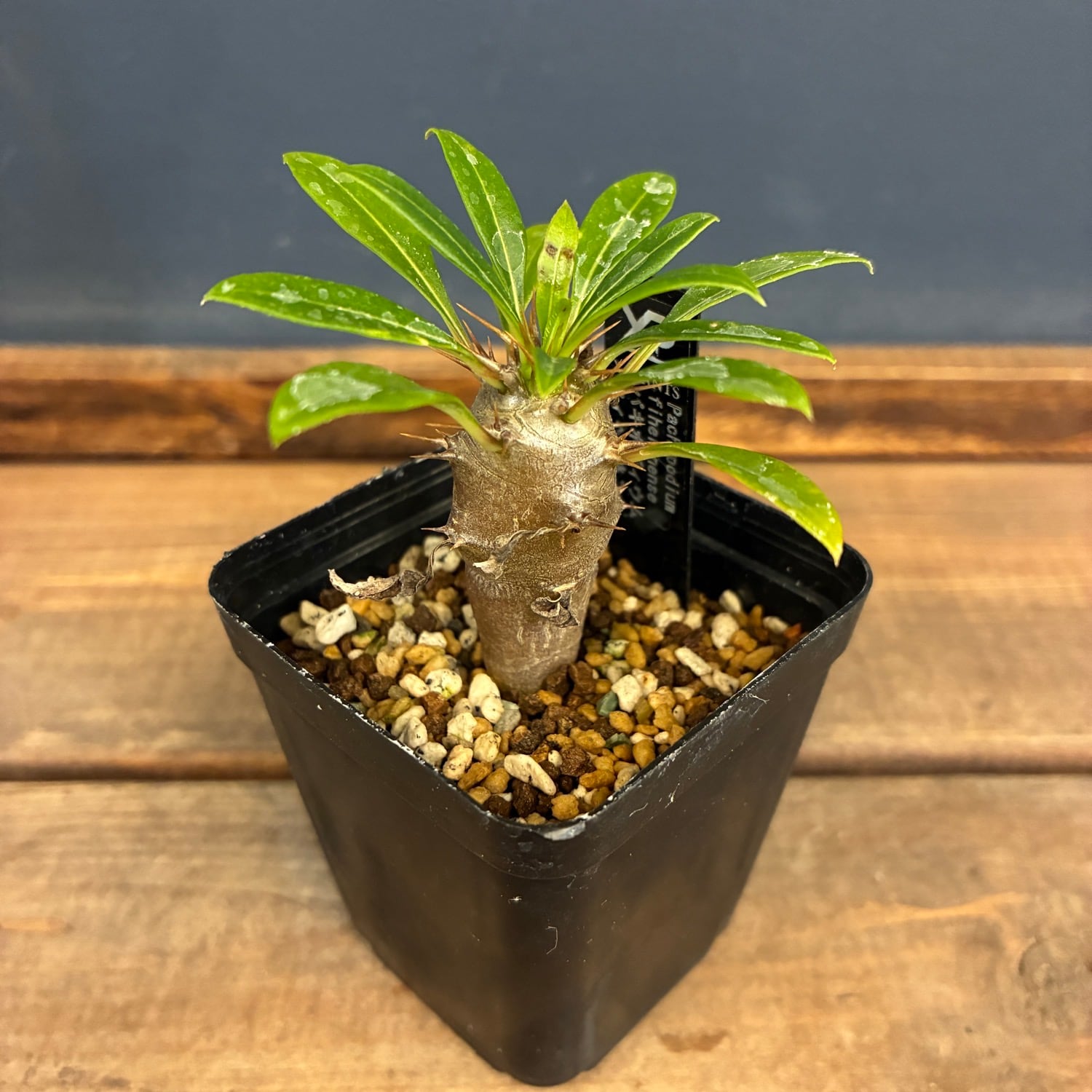 Billbergia 'Dippin Dots' Australia (ビルベルギア 'ディッピン