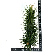 チランジア ストリクタ ストレートフォーム 上作株【249】