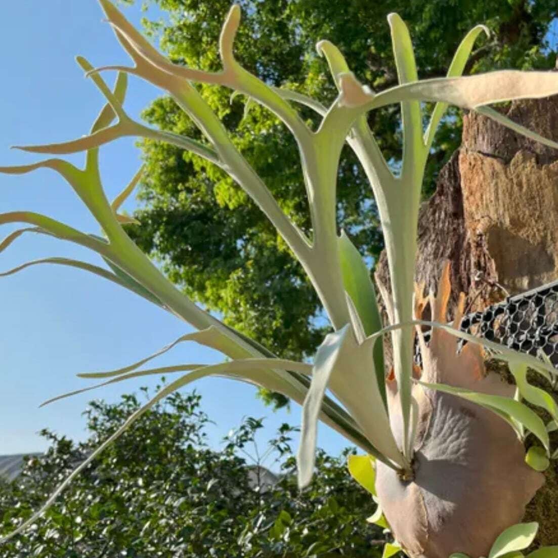 P. veitchii Auburn river spore | naturefix