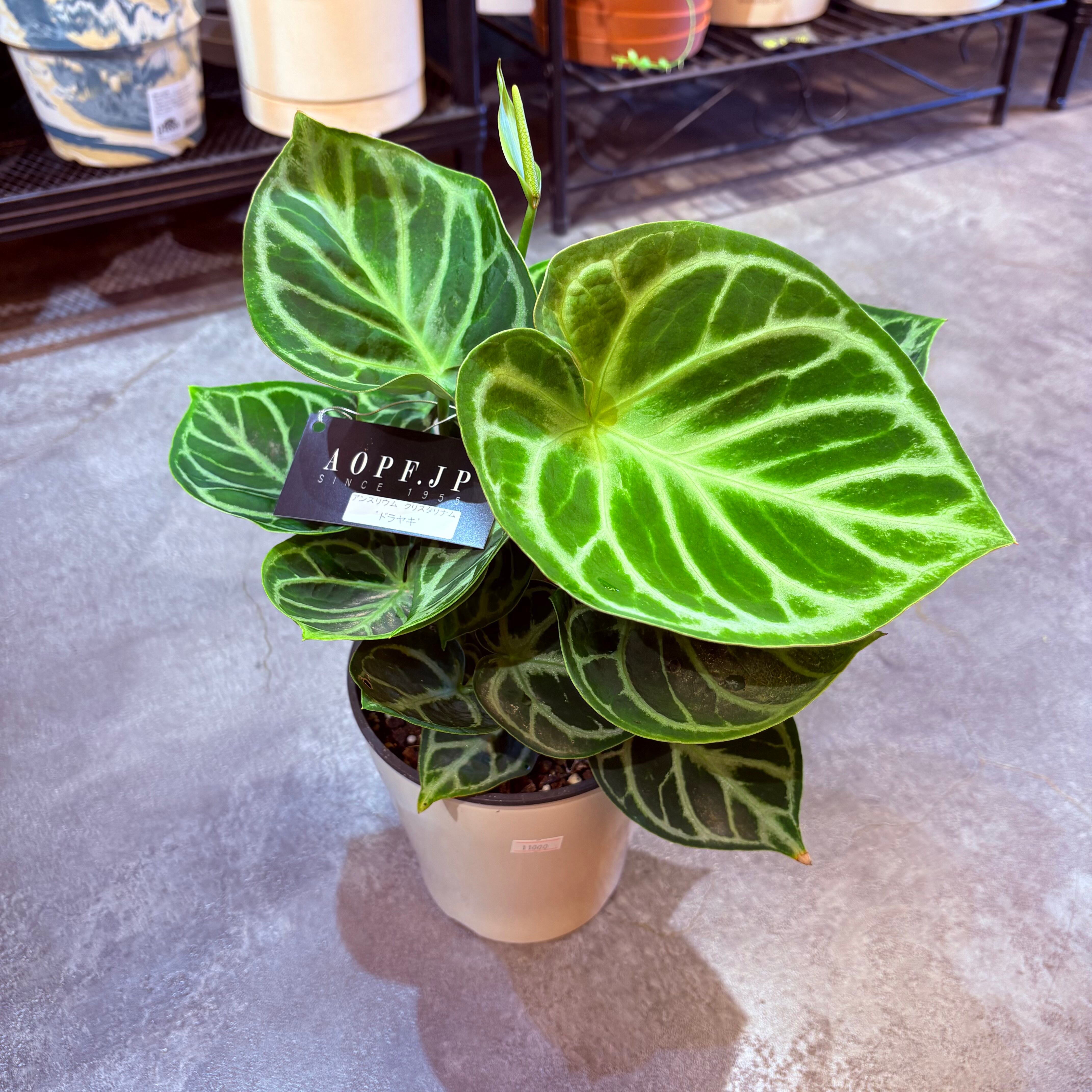 アンスリウム クリスタリナム ドラヤキ 5号【荒木植物園さん】 | Green