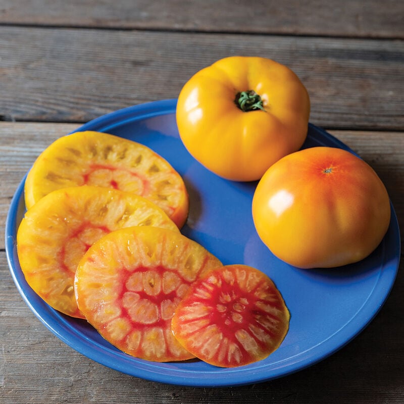 トマト | みらいのたね EnYuKan